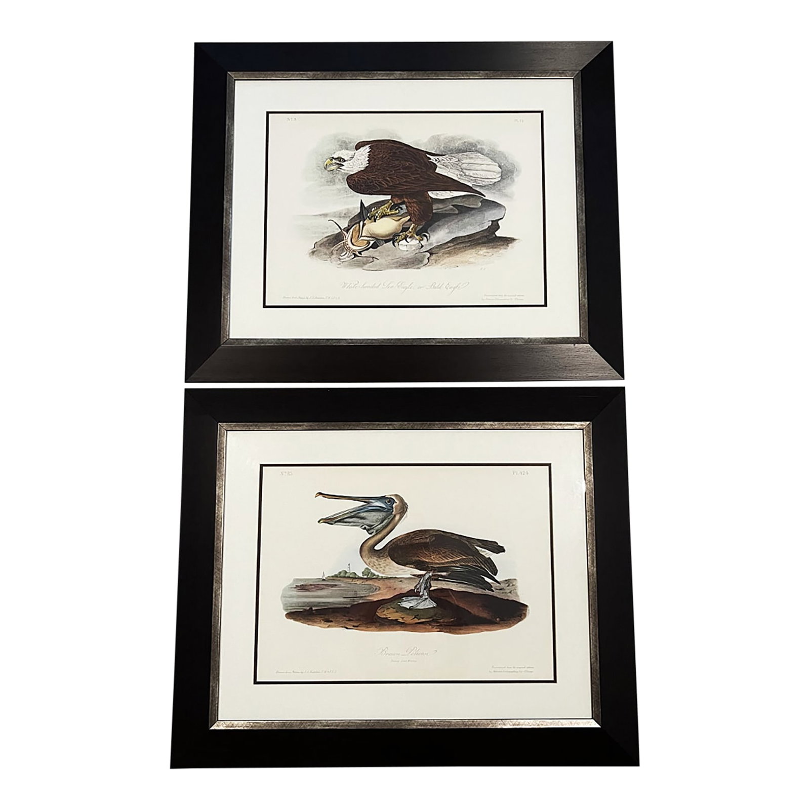 Late 20th Century Framed Audubon Bird Prints - A Pair: John James Audubon was a French-American naturalist and artist who studied and illustrated birds of North American in detail during the first half of the 19th century. This pair of prints consists of 