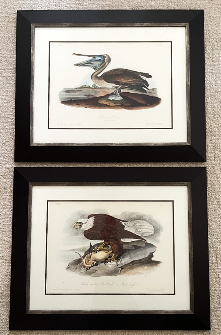 Late 20th Century Framed Audubon Bird Prints - A Pair - 2