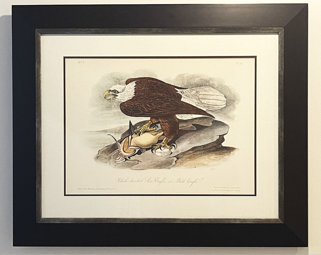 Late 20th Century Framed Audubon Bird Prints - A Pair - 3
