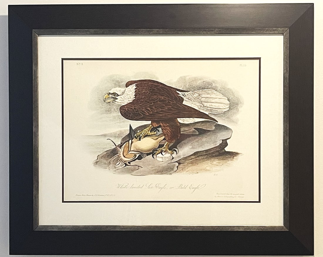 Late 20th Century Framed Audubon Bird Prints - A Pair - 4