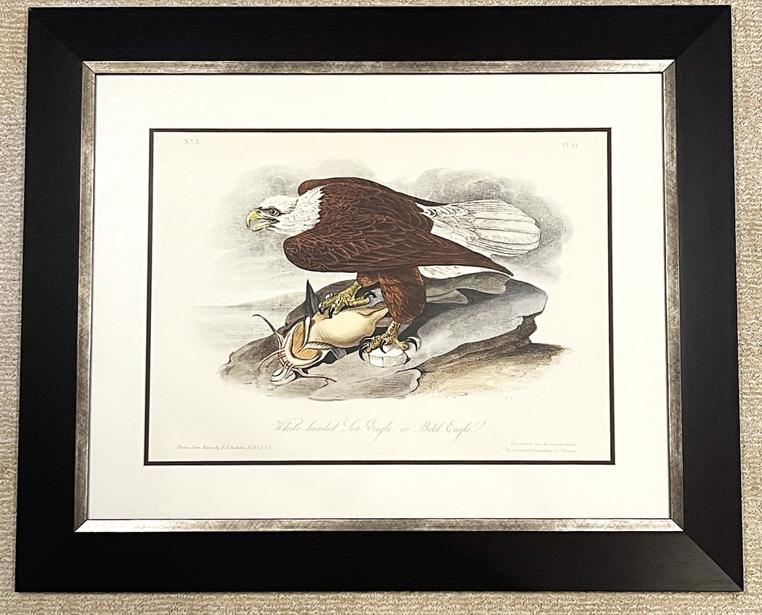 Late 20th Century Framed Audubon Bird Prints - A Pair - 5
