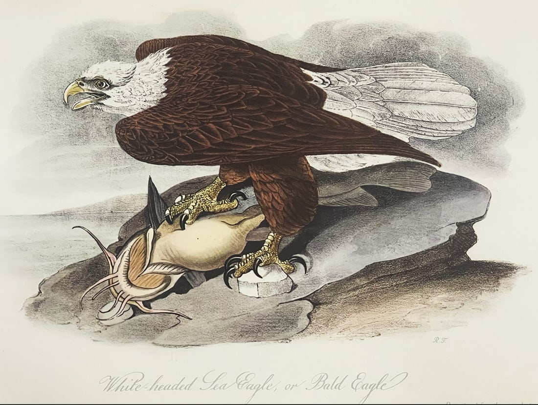 Late 20th Century Framed Audubon Bird Prints - A Pair - 6