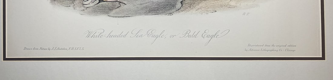 Late 20th Century Framed Audubon Bird Prints - A Pair - 7