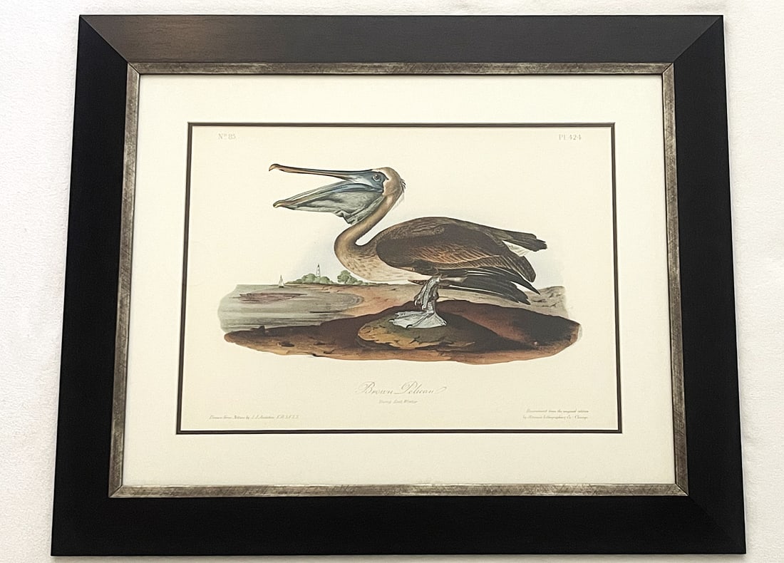 Late 20th Century Framed Audubon Bird Prints - A Pair - 9