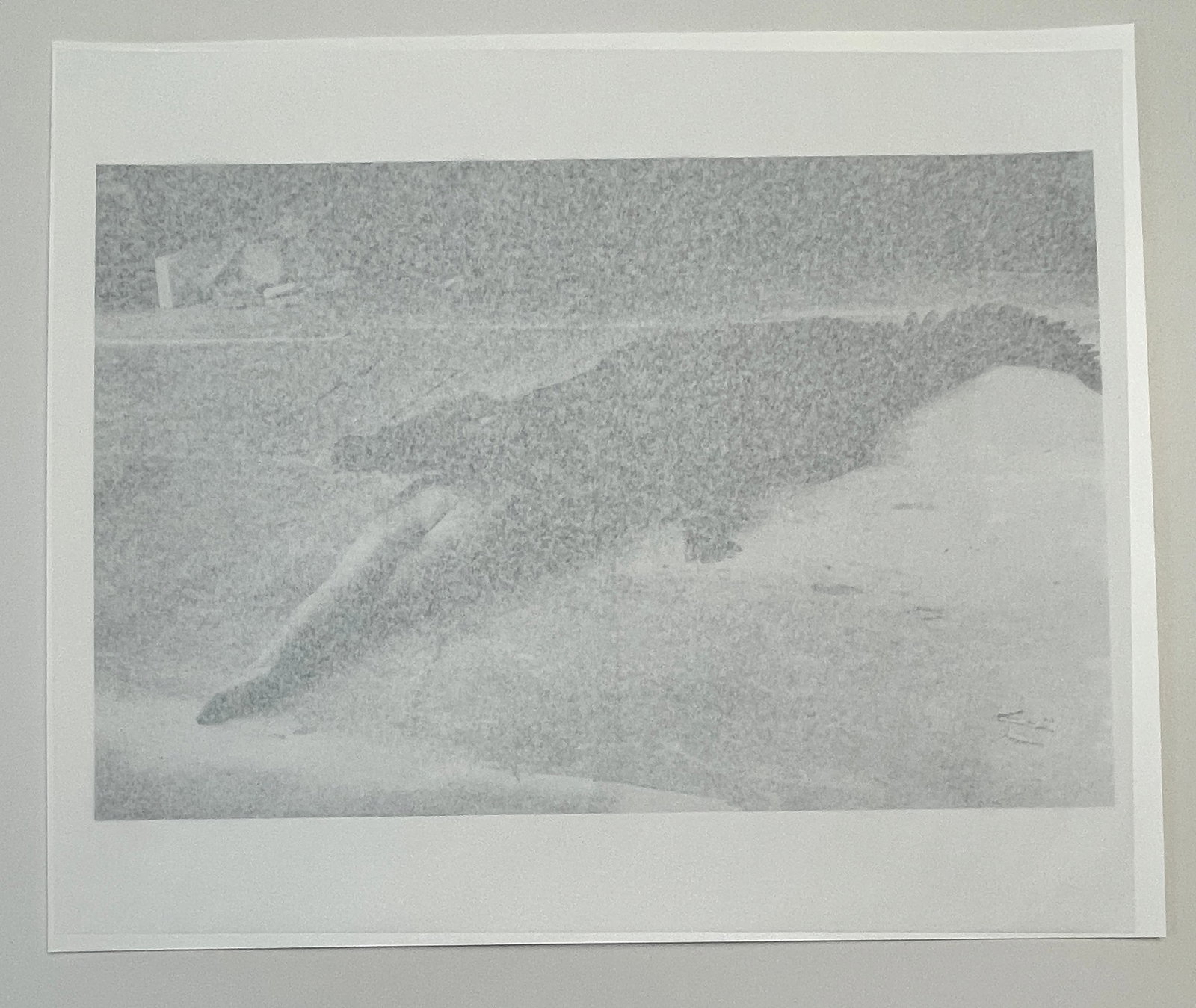 "Crocodile Eating Ballerina, Wuppertal 1983" Vintage Silver Gelatin Print by Helmut Newton - 2