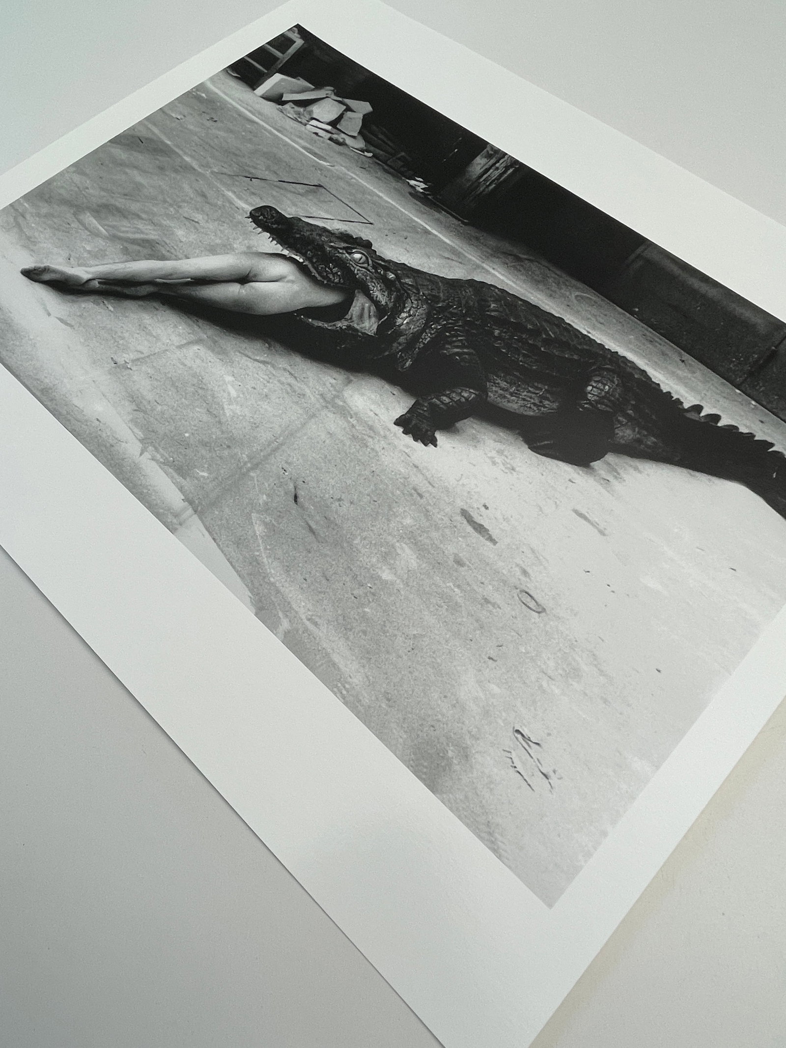 "Crocodile Eating Ballerina, Wuppertal 1983" Vintage Silver Gelatin Print by Helmut Newton - 3