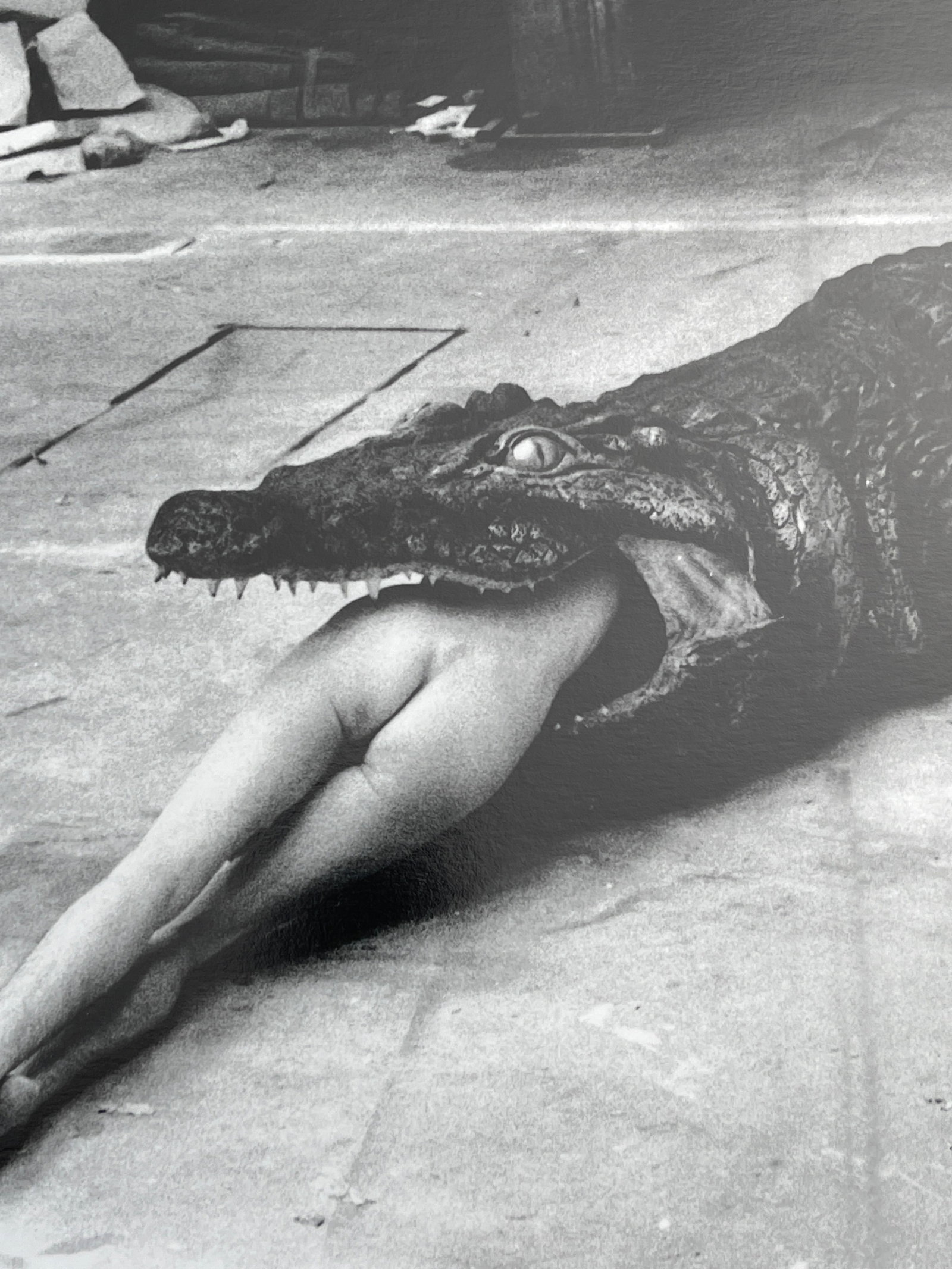 "Crocodile Eating Ballerina, Wuppertal 1983" Vintage Silver Gelatin Print by Helmut Newton - 6
