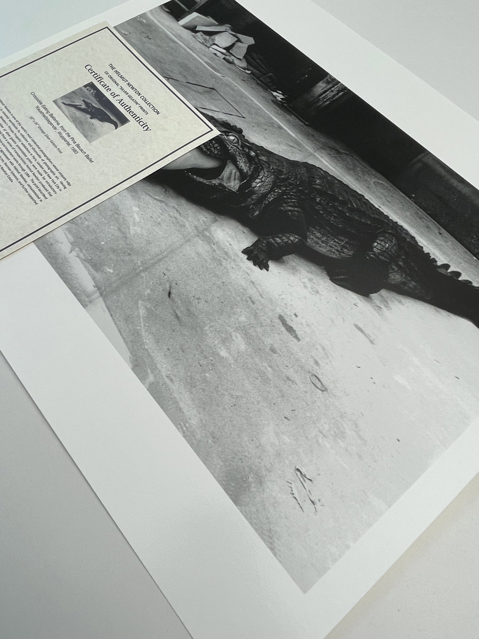 "Crocodile Eating Ballerina, Wuppertal 1983" Vintage Silver Gelatin Print by Helmut Newton - 7