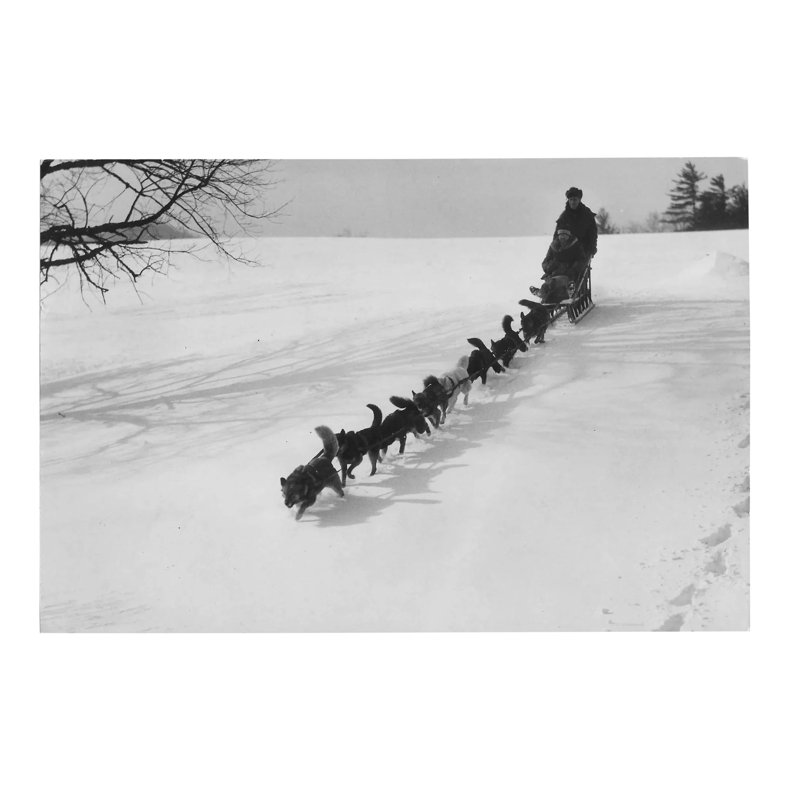 1934 Dog Sled Team Photograph: 1934 black and white photo of a dog sled team. Publication information is on the back. Condition: Alterations: Original Condition Unaltered Imperfections: Some Imperfections Condition Notes: Overall