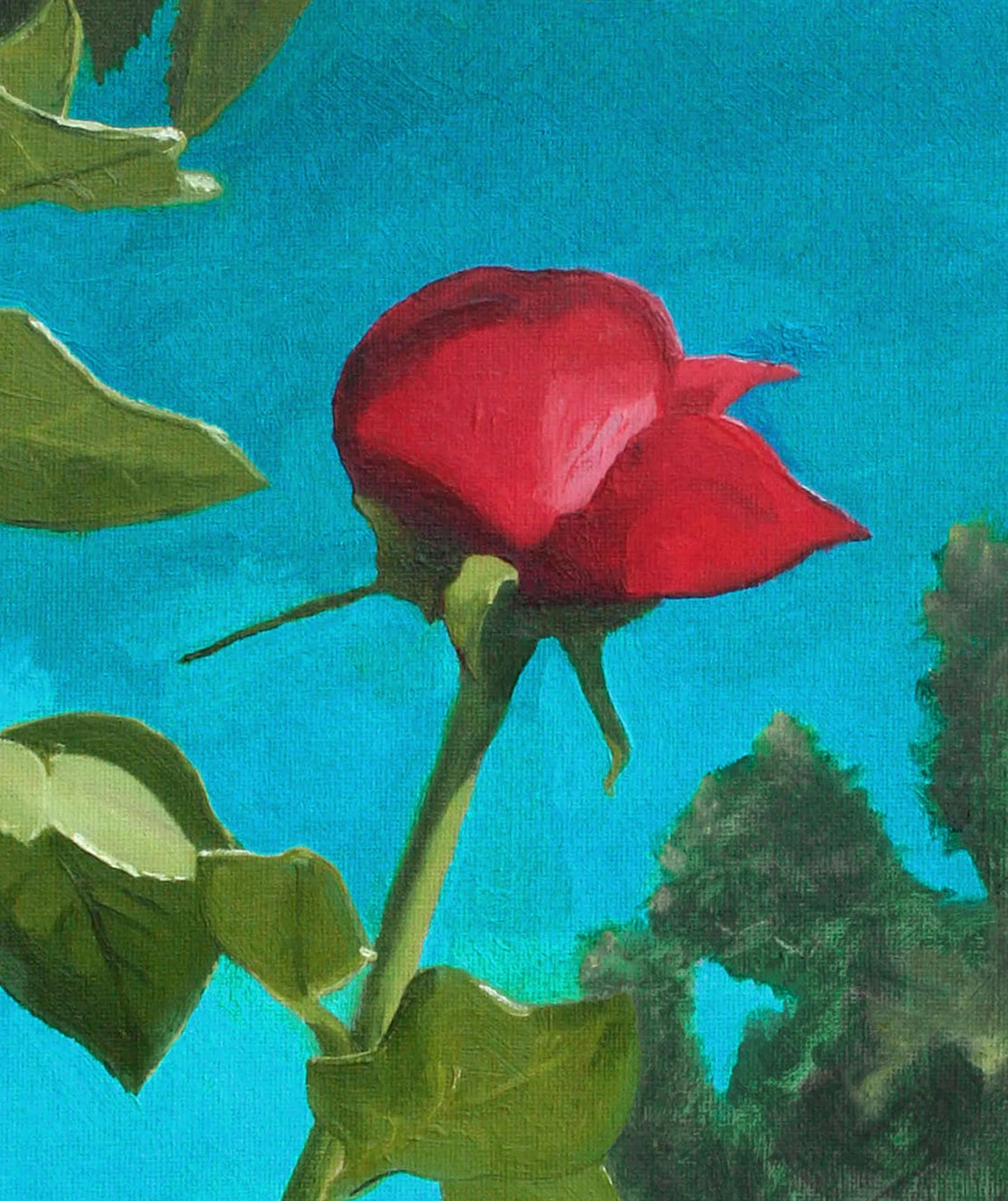 Blooming Red Rose Bud - 2