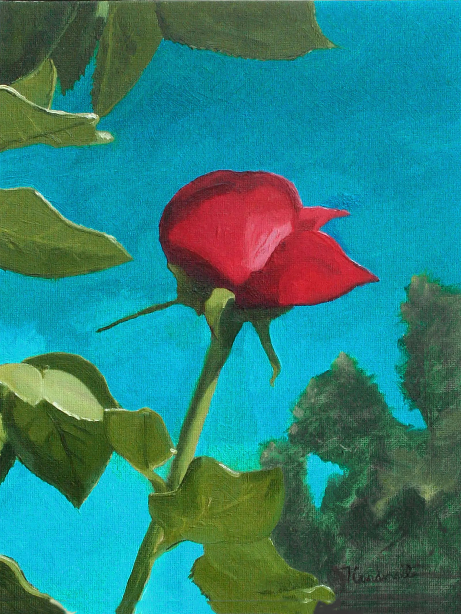 Blooming Red Rose Bud - 4