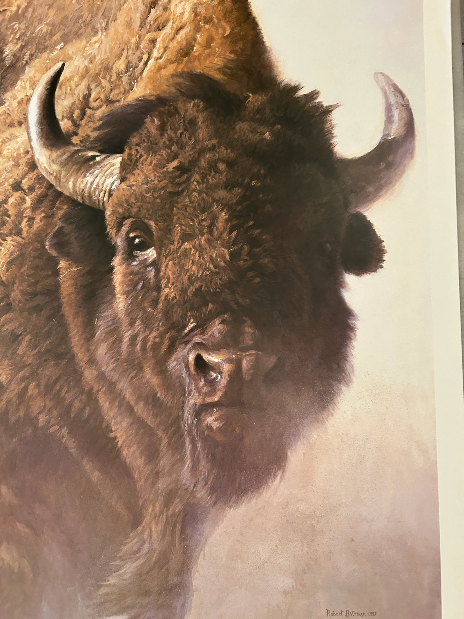 Vintage Bison Study Poster by Robert Bateman 1997 - 5