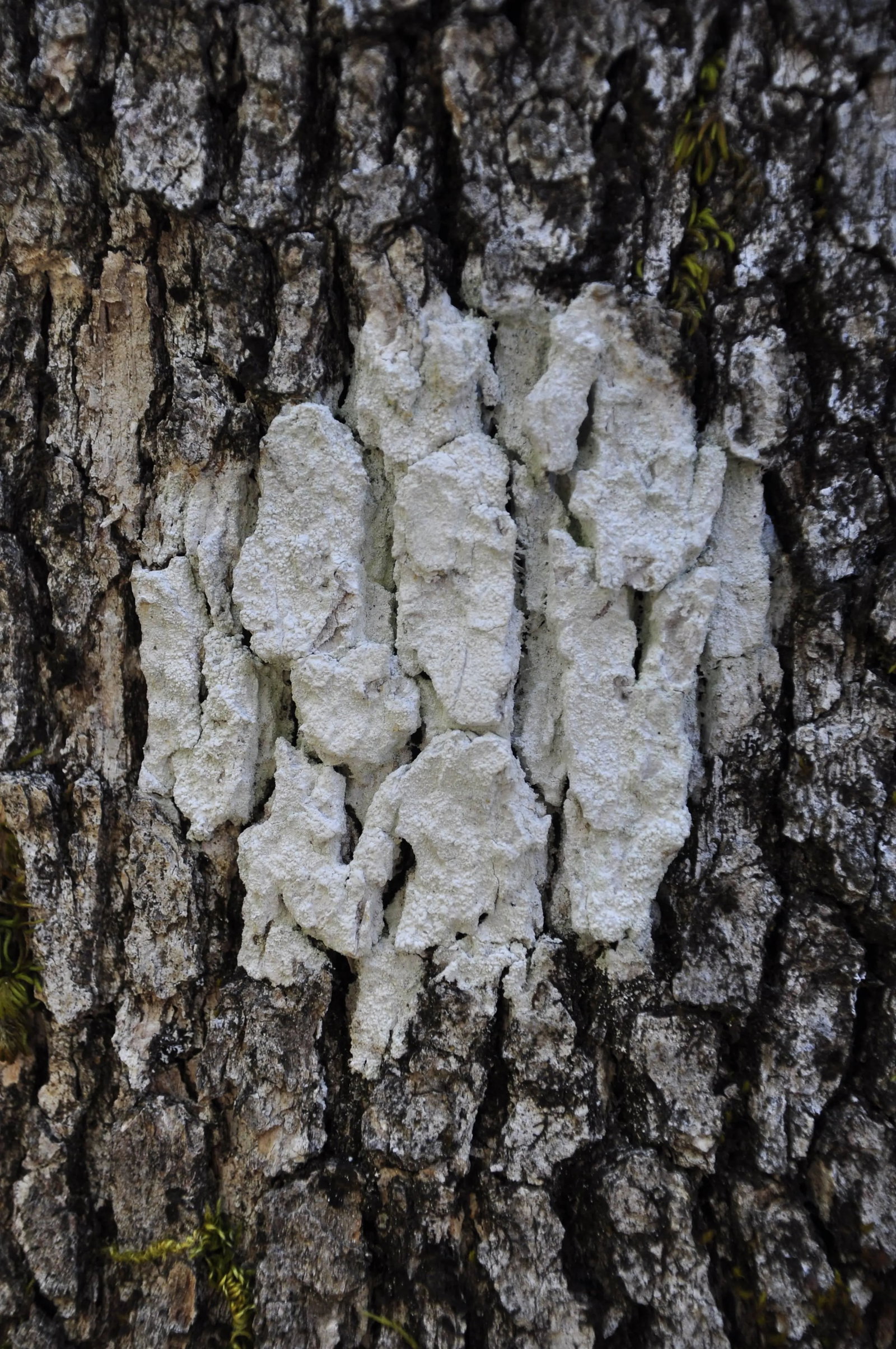 Gaetan Caron "Cible Naturelle (Organic Objective)" Mendocino, Photograph 2011: Please allow at least 14 days for printing and framing before a piece is shipped. Entitled "Cible naturelle (Organic Objective)", this 2011 archival photograph on Hahnemuhle Fine Art Pearl paper is