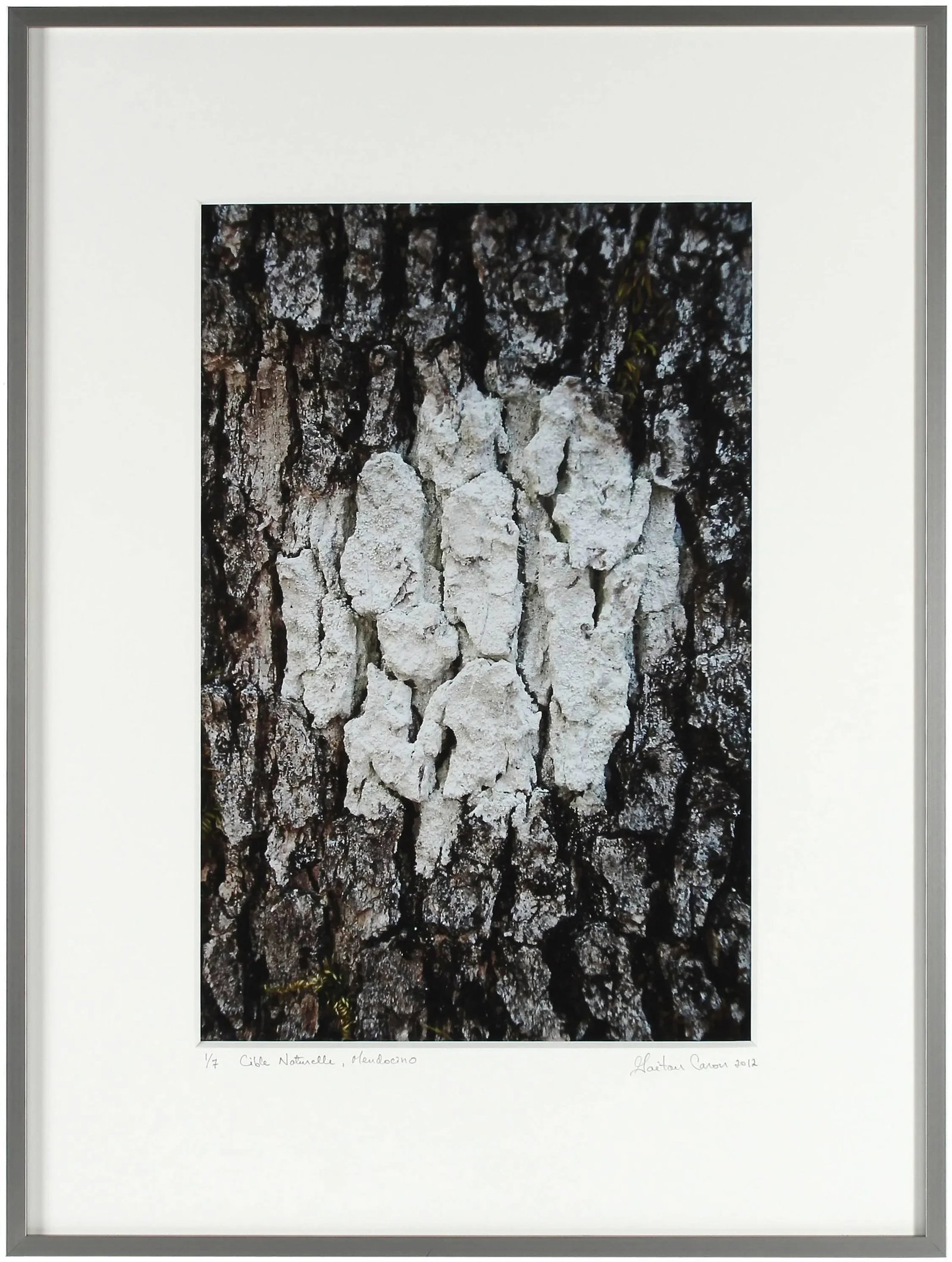 Gaetan Caron "Cible Naturelle (Organic Objective)" Mendocino, Photograph 2011 - 2
