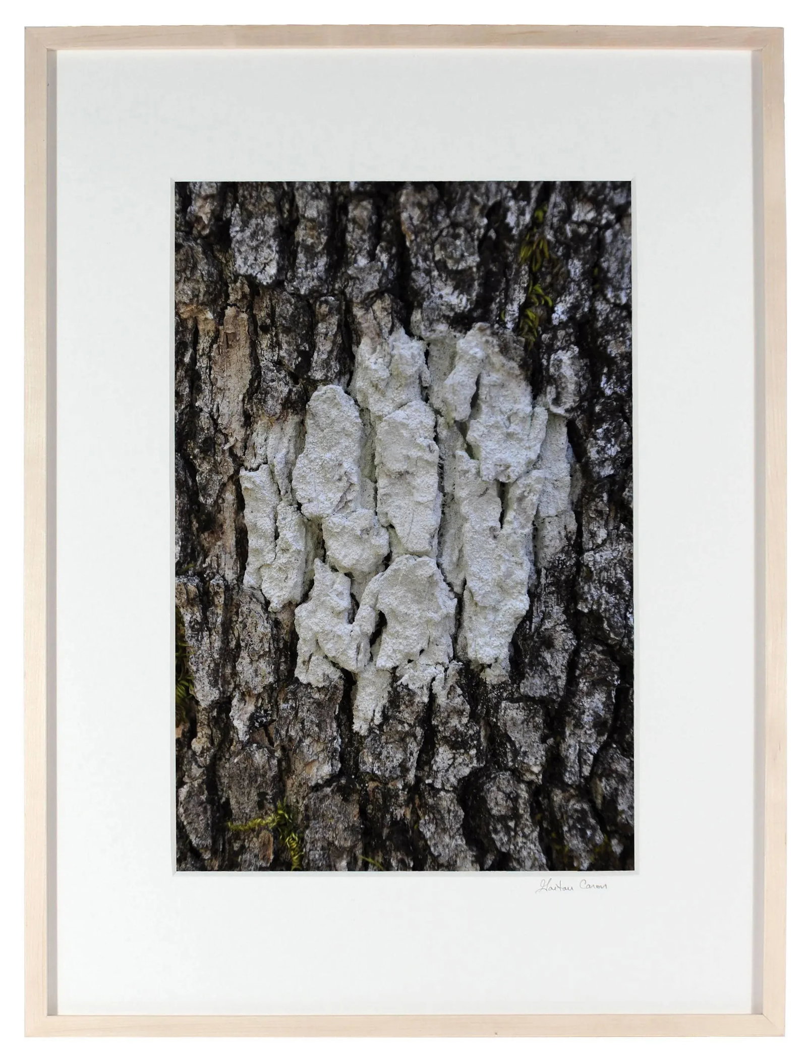 Gaetan Caron "Cible Naturelle (Organic Objective)" Mendocino, Photograph 2011 - 3