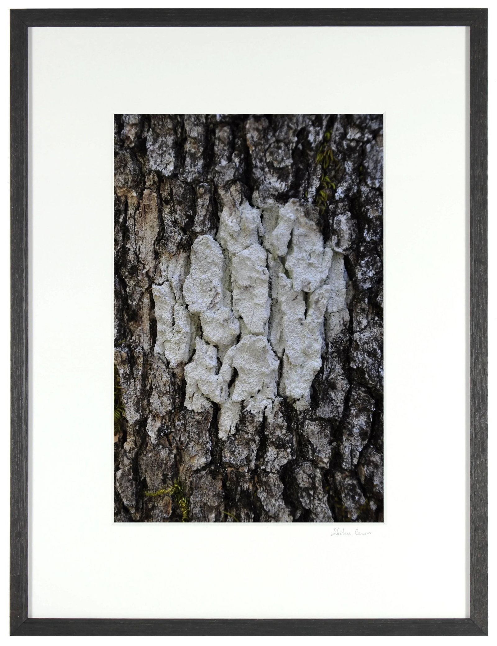 Gaetan Caron "Cible Naturelle (Organic Objective)" Mendocino, Photograph 2011 - 4