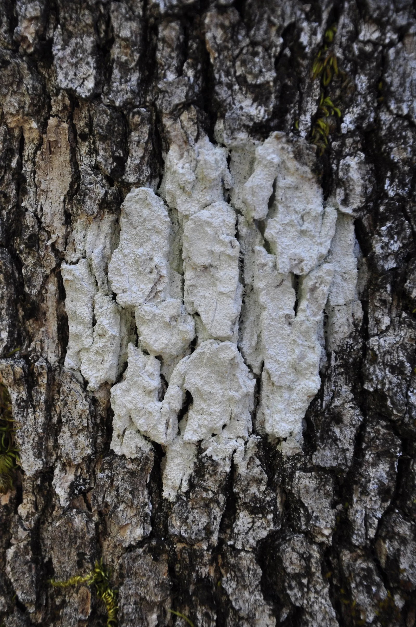 Gaetan Caron "Cible Naturelle (Organic Objective)" Mendocino, Photograph 2011 - 5