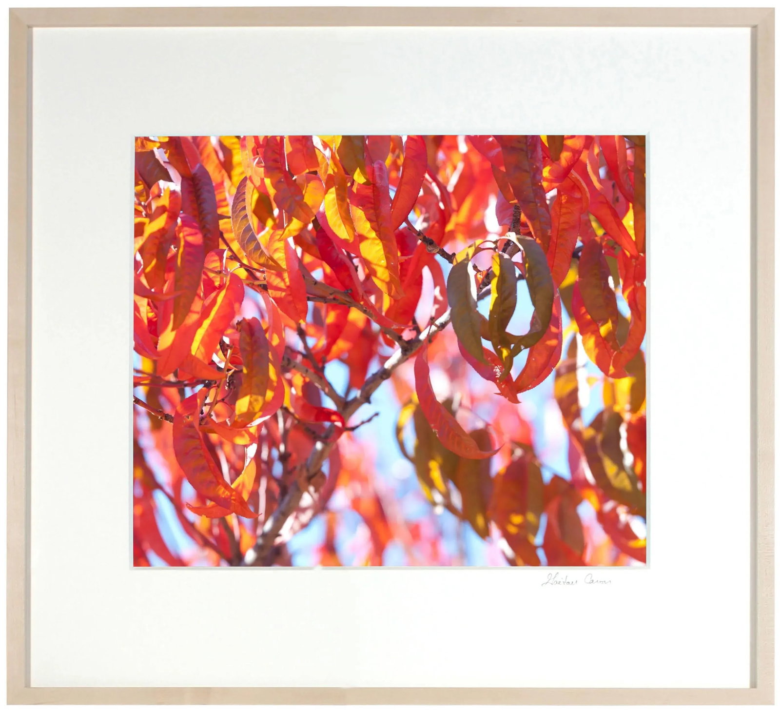 Gaetan Caron "Early Charlotte (Peach Tree)" Mendocino Photograph, 2015 2015 - 2