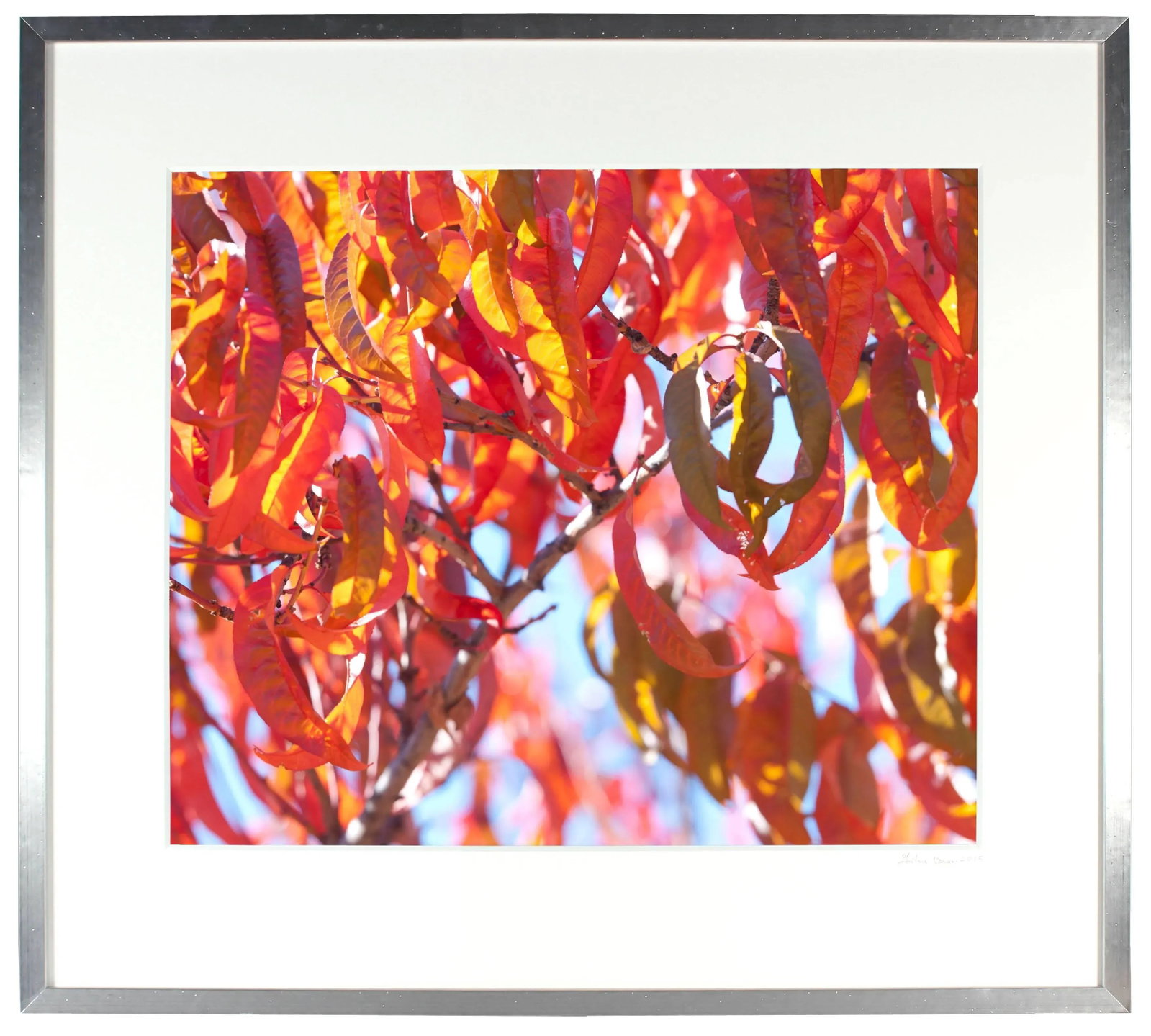 Gaetan Caron "Early Charlotte (Peach Tree)" Mendocino Photograph, 2015 2015 - 3