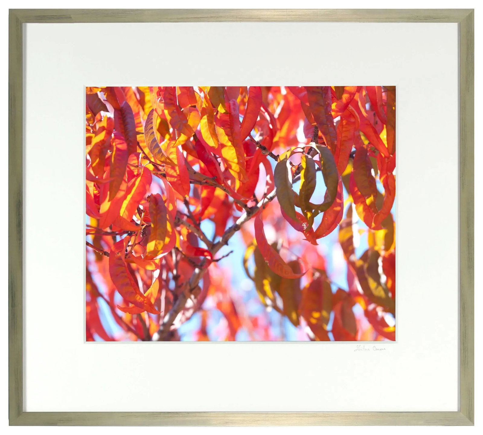 Gaetan Caron "Early Charlotte (Peach Tree)" Mendocino Photograph, 2015 2015 - 4