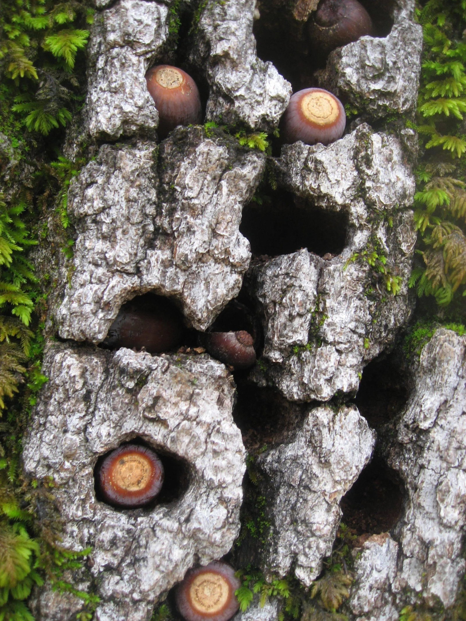 Gaetan Caron "Blue Oak Bark, Moss, and Acorns" Framed Color Photograph, 2010: Please allow at least 14 days for printing and framing before a piece is shipped. Entitled "Blue Oak Bark, Moss, and Acorns", this 2010 archival photograph on Hahnemuhle Fine Art Pearl paper is by