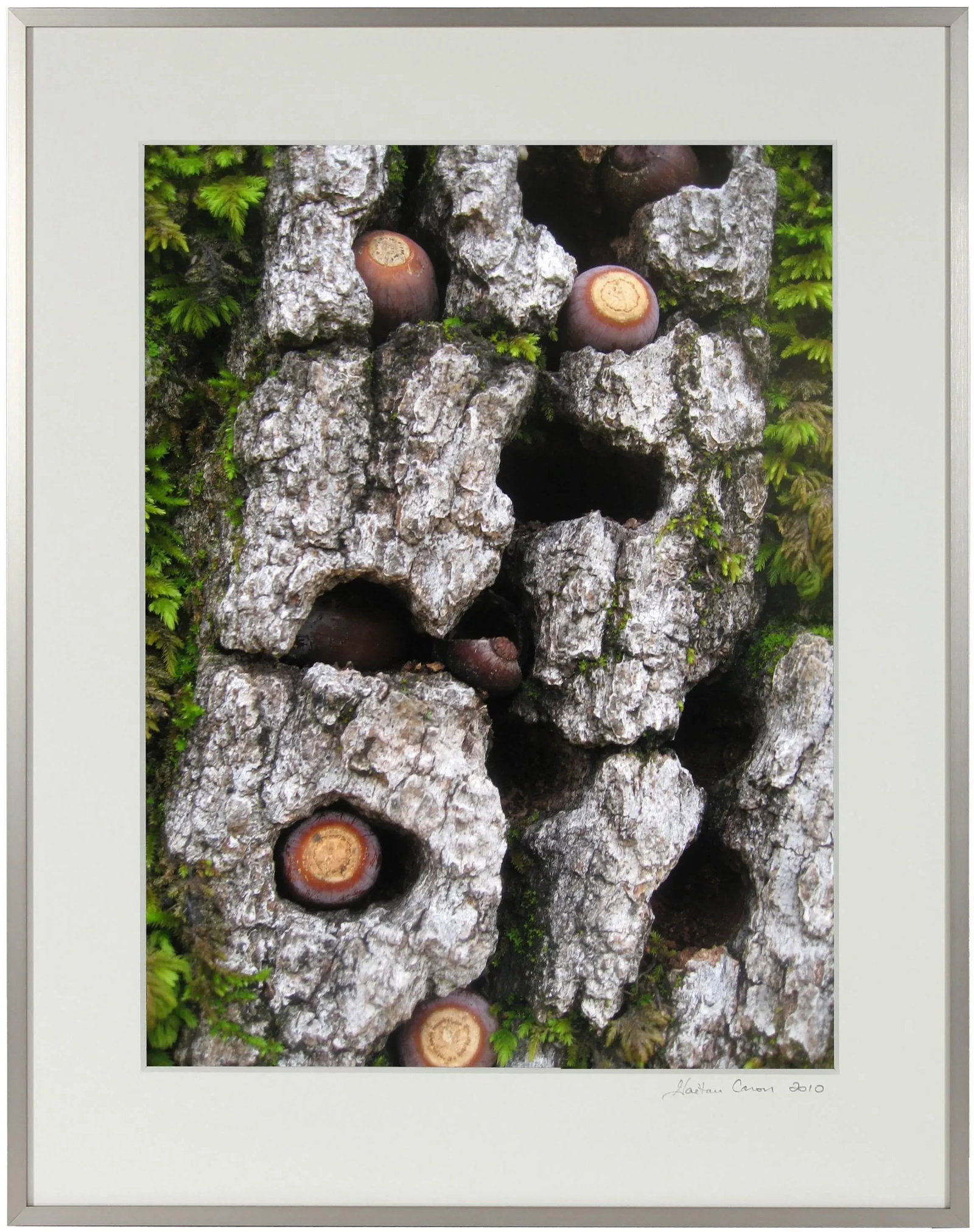 Gaetan Caron "Blue Oak Bark, Moss, and Acorns" Framed Color Photograph, 2010 - 2