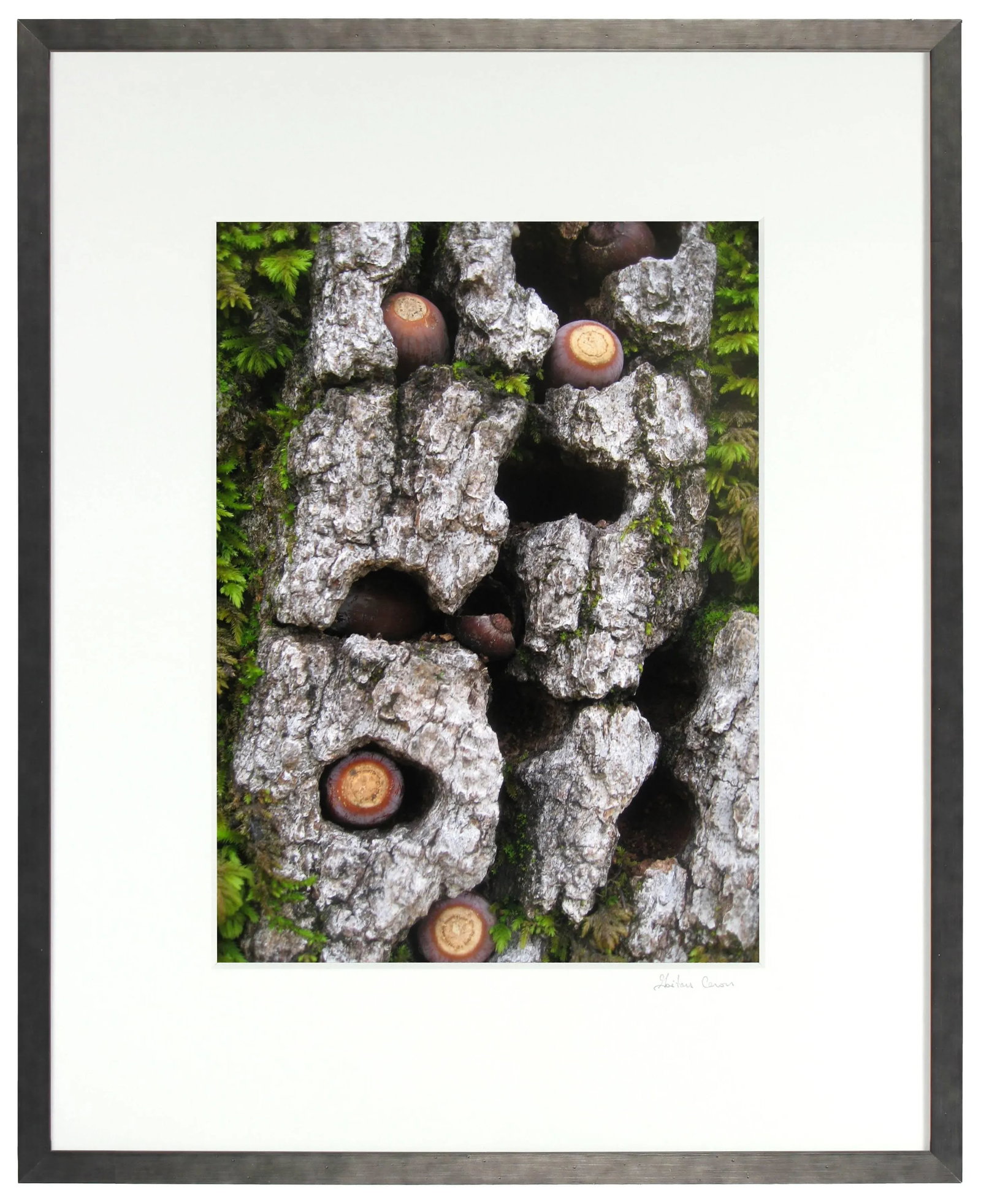 Gaetan Caron "Blue Oak Bark, Moss, and Acorns" Framed Color Photograph, 2010 - 3