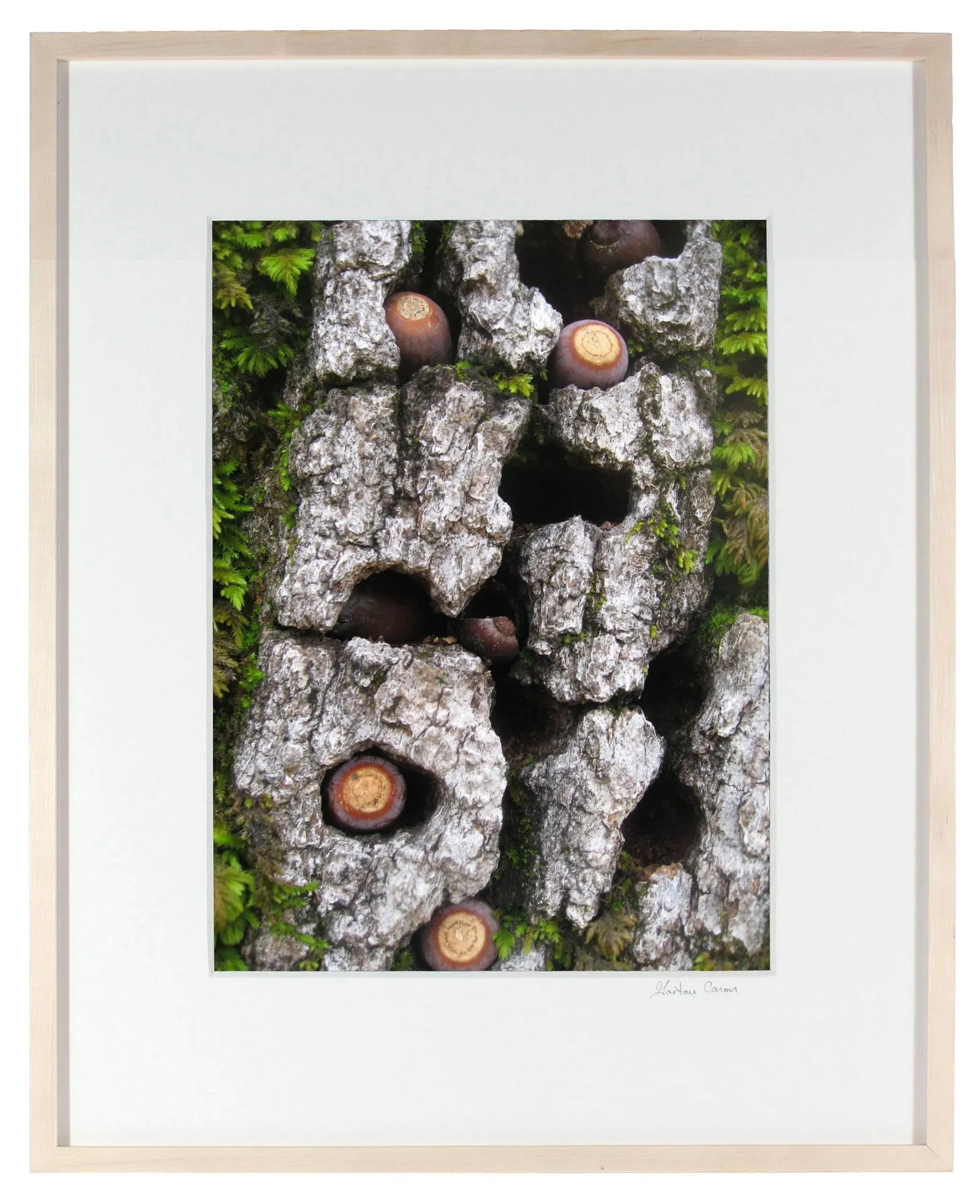 Gaetan Caron "Blue Oak Bark, Moss, and Acorns" Framed Color Photograph, 2010 - 4