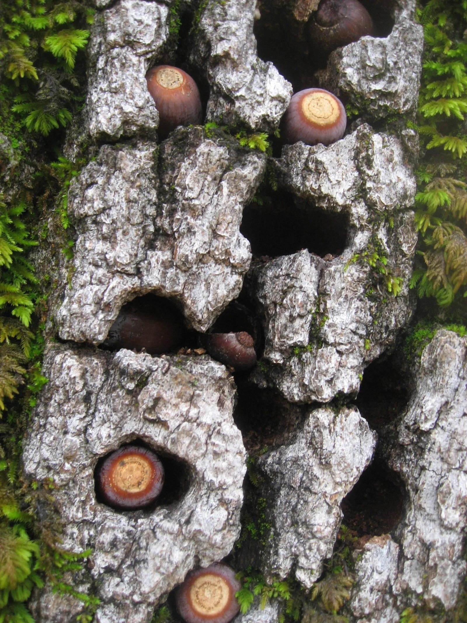 Gaetan Caron "Blue Oak Bark, Moss, and Acorns" Framed Color Photograph, 2010 - 5