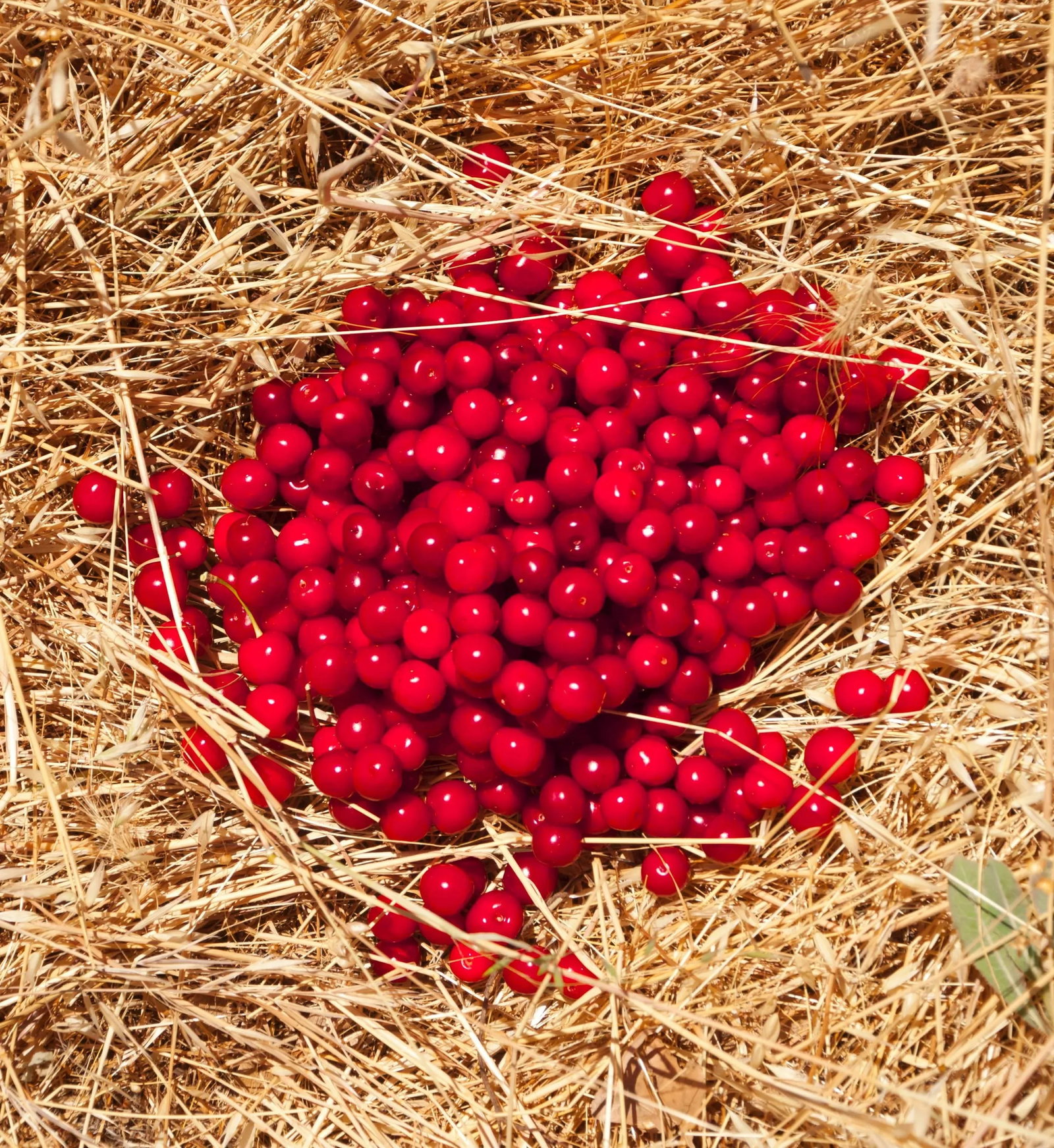 Gaetan Caron "Griottes Sur Paille (Morellos on Straw)" Photograph, Mendocino, Ca 2014 - 4
