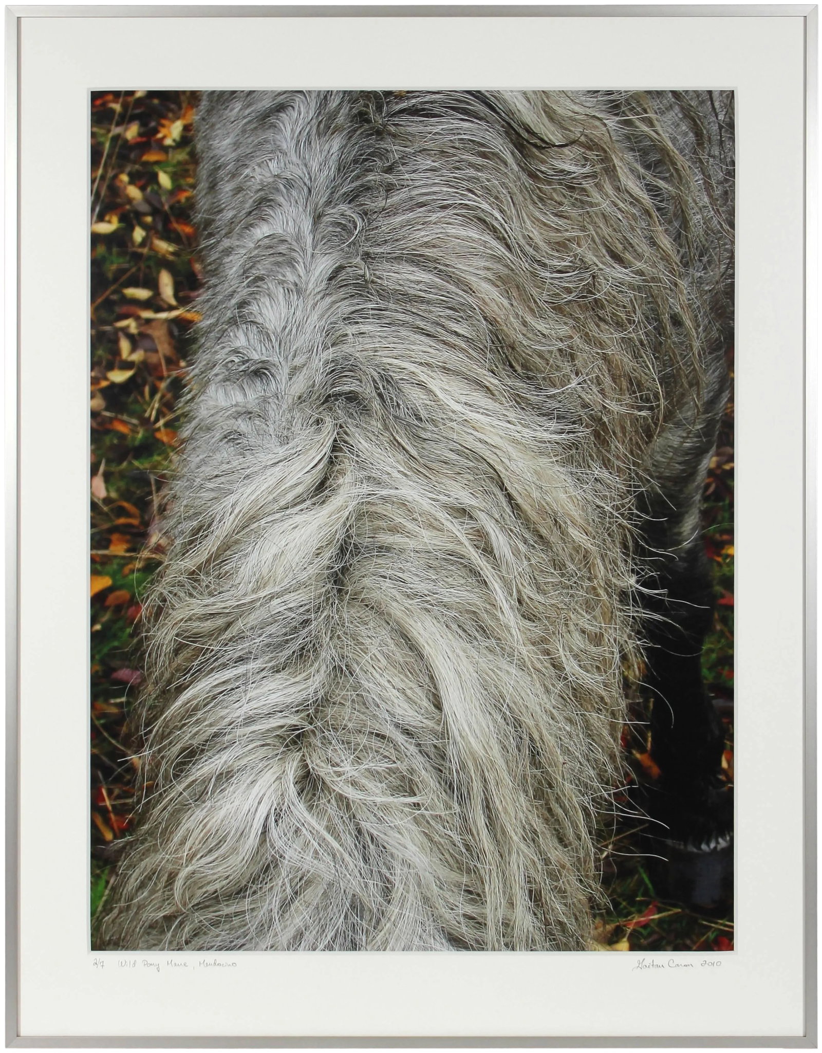 Gaetan Caron "Wild Pony Mane" Mendocino, Ca Photograph, 2010: Entitled "Wild Pony Mane", this 2010 archival photograph on Hahnemuhle Fine Art Pearl paper is by contemporary Mendocino/Bay Area artist, Gaetan Caron (b. 1964), co-founder of Lost Art Salon in San