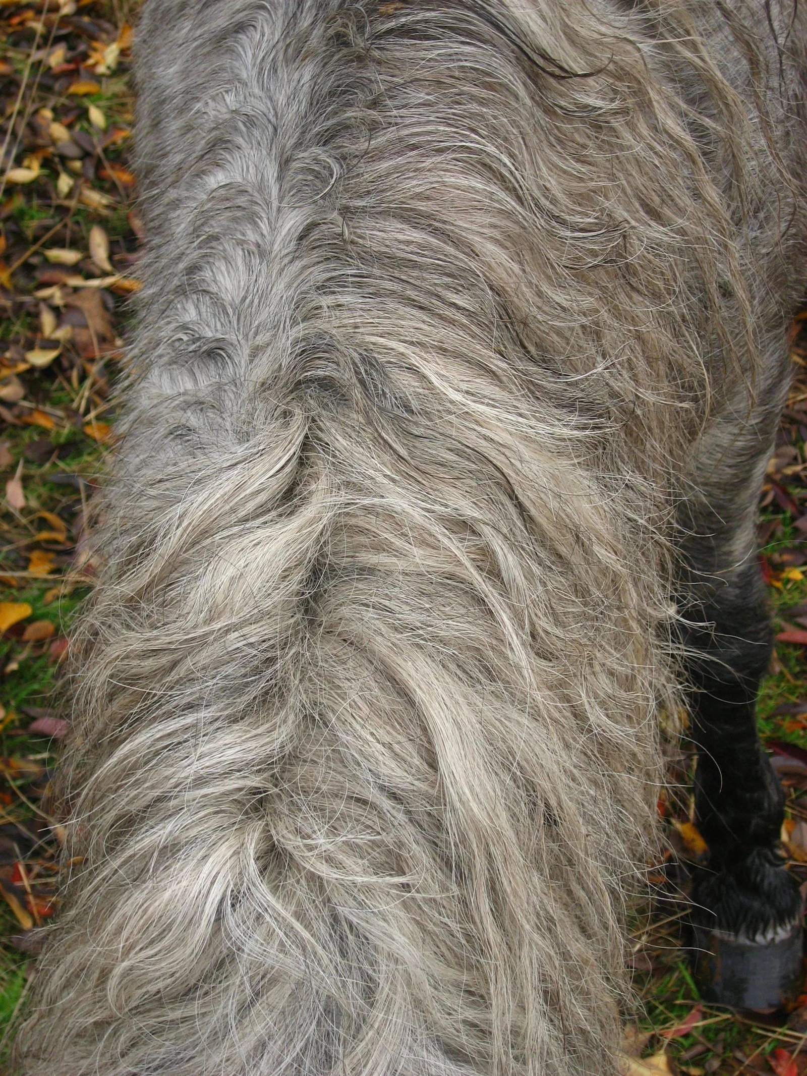 Gaetan Caron "Wild Pony Mane" Mendocino, Ca Photograph, 2010 - 2