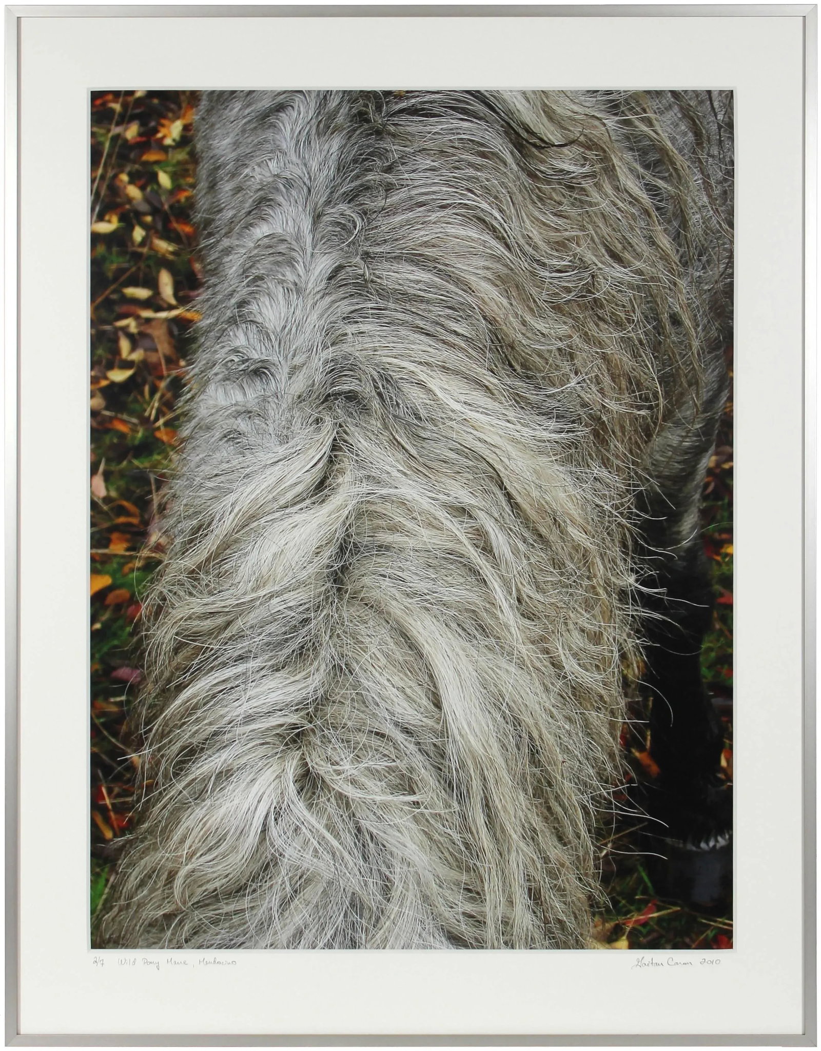 Gaetan Caron "Wild Pony Mane" Mendocino, Ca Photograph, 2010 - 4