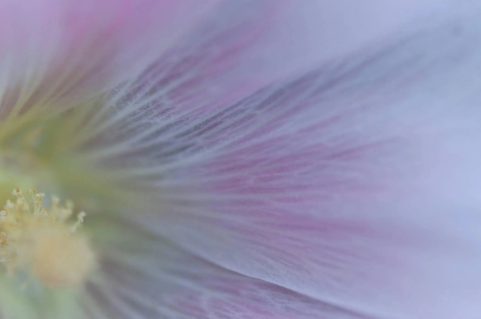 Gaetan Caron "Hollyhock (Rose D'Outremer)" Mendocino, Ca Photograph, 2013 2013: Please allow at least 14 days for printing and framing before a piece is shipped. Entitled "Hollyhock (Rose d'Outremer)", this 2013 archival photograph on Hahnemuhle Fine Art Pearl paper is by