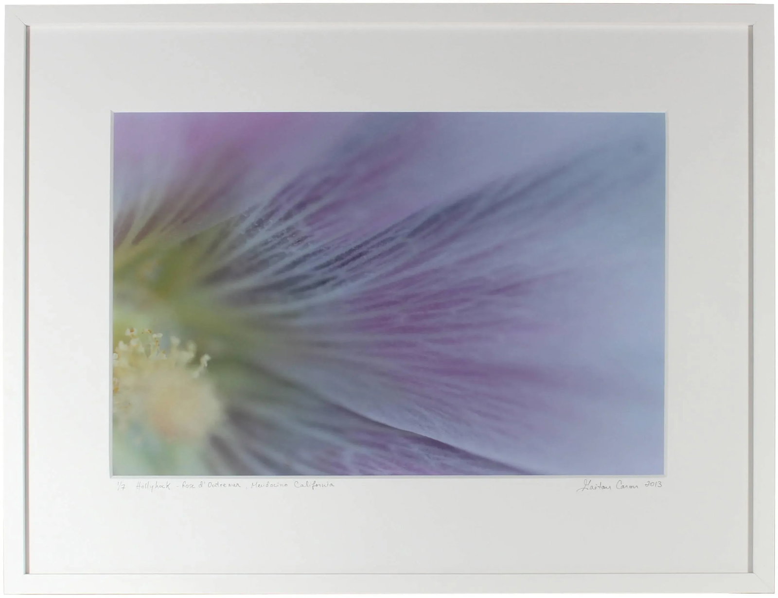 Gaetan Caron "Hollyhock (Rose D'Outremer)" Mendocino, Ca Photograph, 2013 2013 - 2