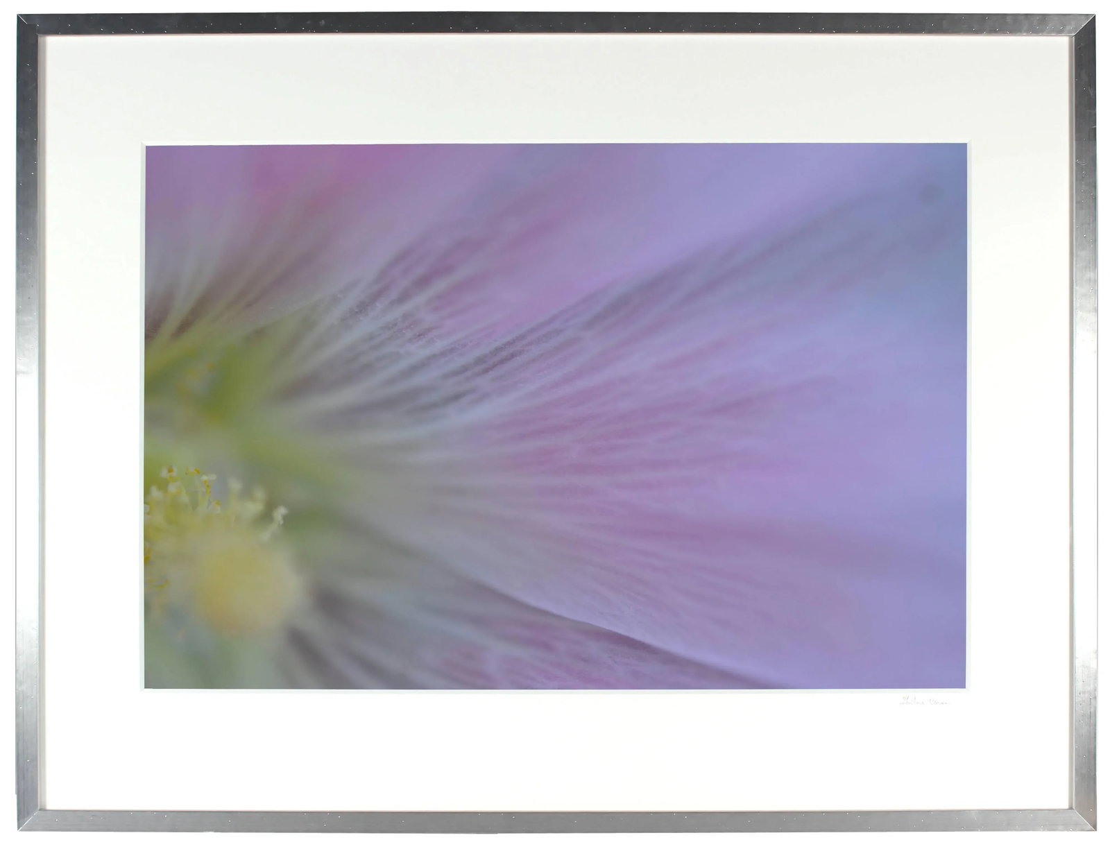 Gaetan Caron "Hollyhock (Rose D'Outremer)" Mendocino, Ca Photograph, 2013 2013 - 4