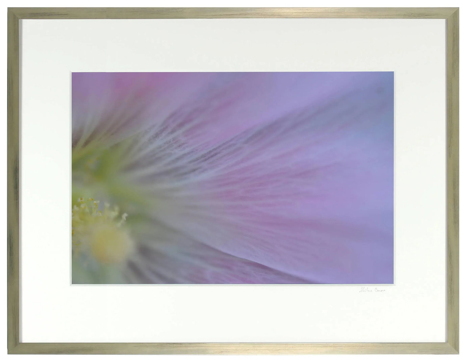 Gaetan Caron "Hollyhock (Rose D'Outremer)" Mendocino, Ca Photograph, 2013 2013 - 5