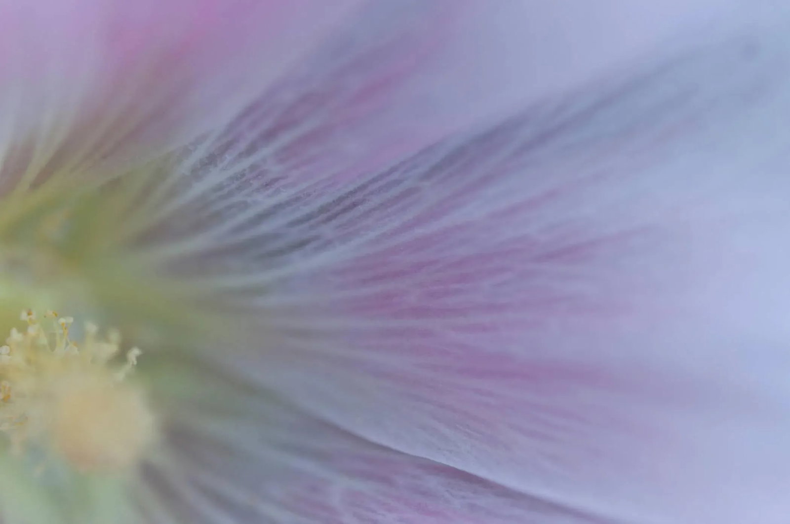 Gaetan Caron "Hollyhock (Rose D'Outremer)" Mendocino, Ca Photograph, 2013 2013 - 6