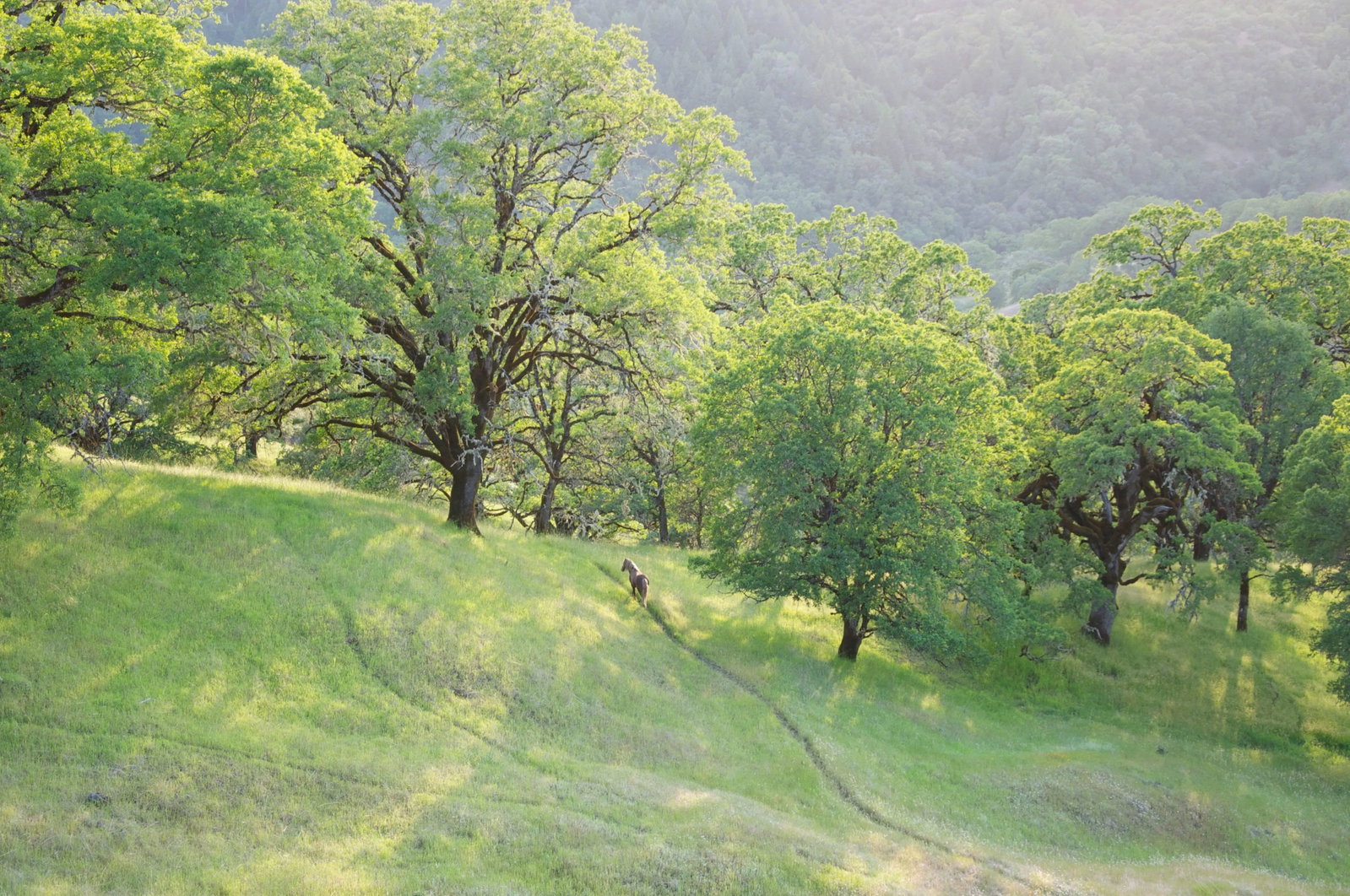 Gaetan Caron "Wild Pony on Mixed Oak Forest Ridge" Mendocino, Ca 2011: Please allow at least 14 days for printing and framing before a piece is shipped. Entitled "Wild Pony on Mixed Oak Forest Ridge", this 2011 archival photograph on Hahnemuhle Fine Art Pearl paper is