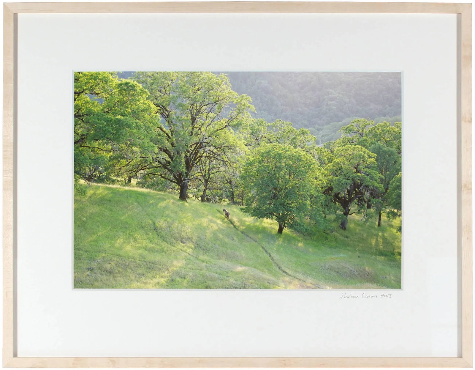 Gaetan Caron "Wild Pony on Mixed Oak Forest Ridge" Mendocino, Ca 2011 - 2