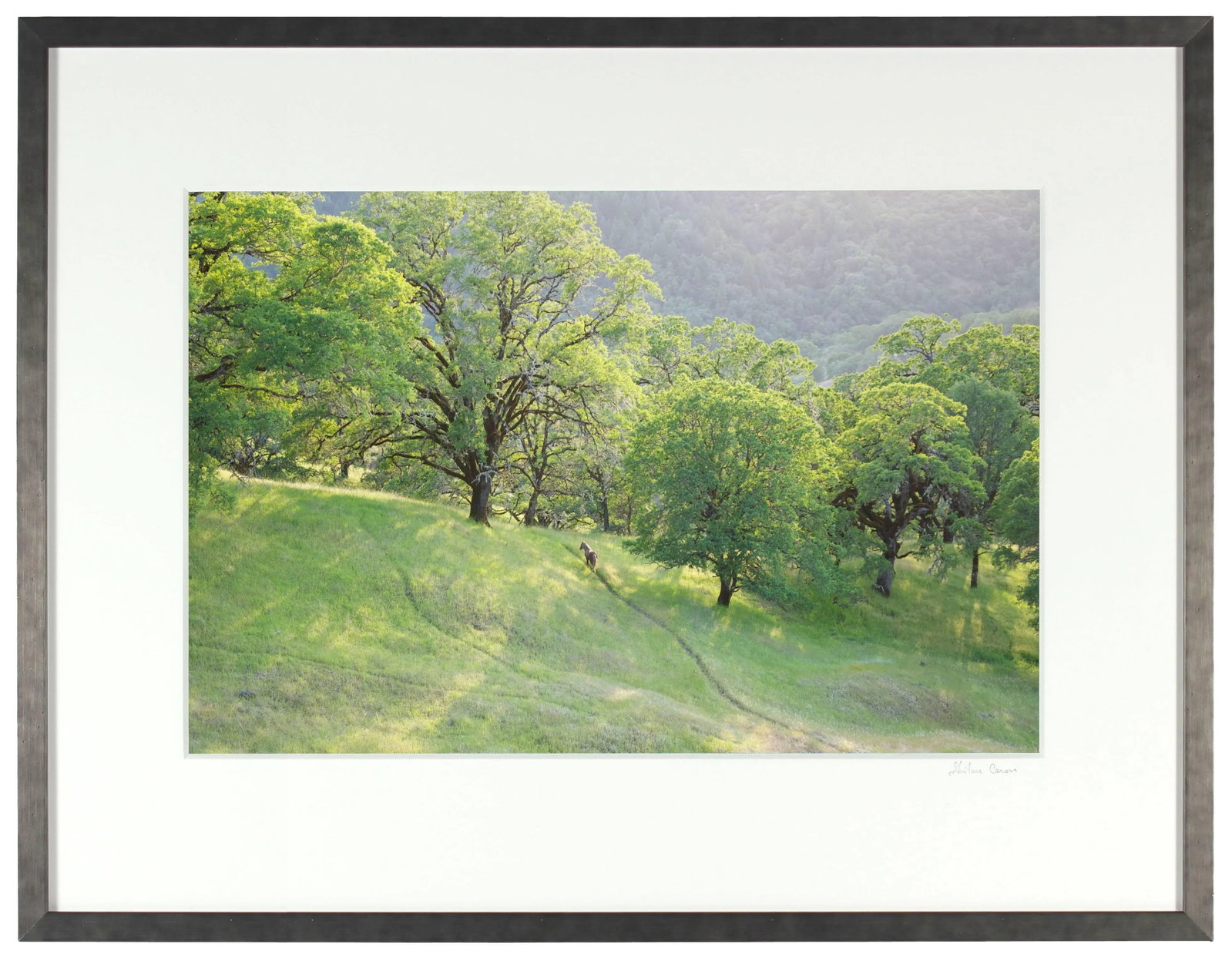 Gaetan Caron "Wild Pony on Mixed Oak Forest Ridge" Mendocino, Ca 2011 - 3