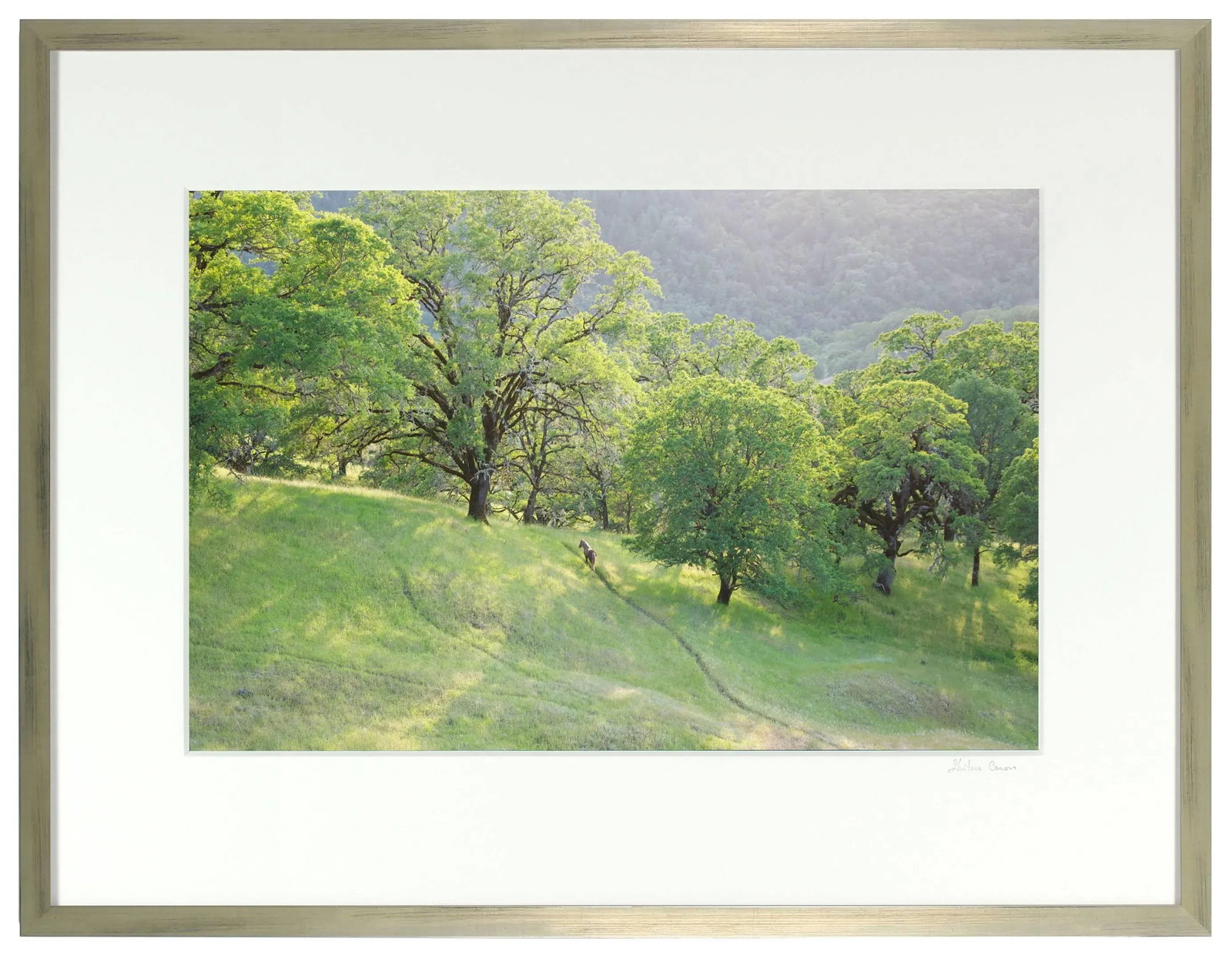 Gaetan Caron "Wild Pony on Mixed Oak Forest Ridge" Mendocino, Ca 2011 - 4