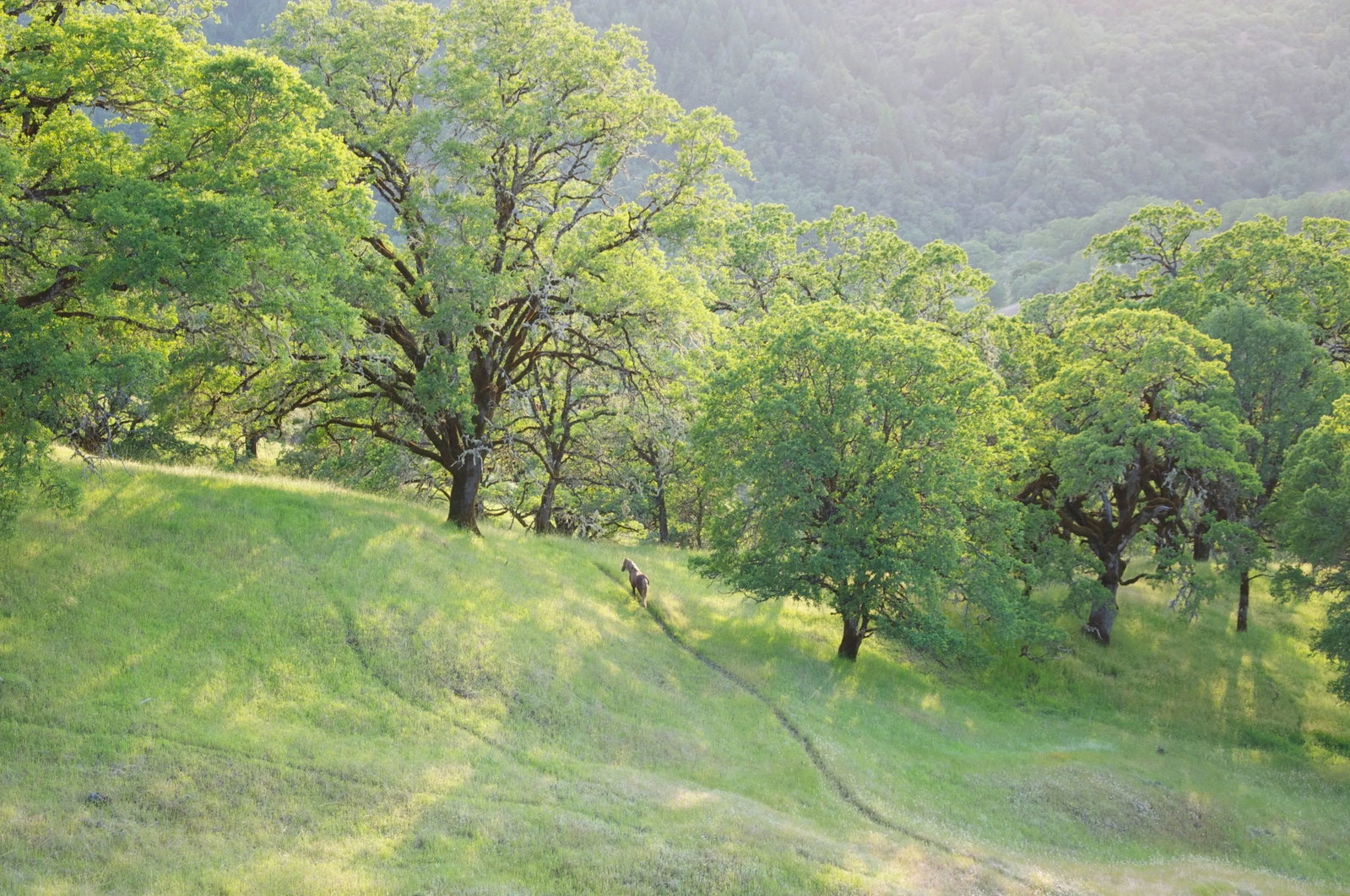 Gaetan Caron "Wild Pony on Mixed Oak Forest Ridge" Mendocino, Ca 2011 - 5