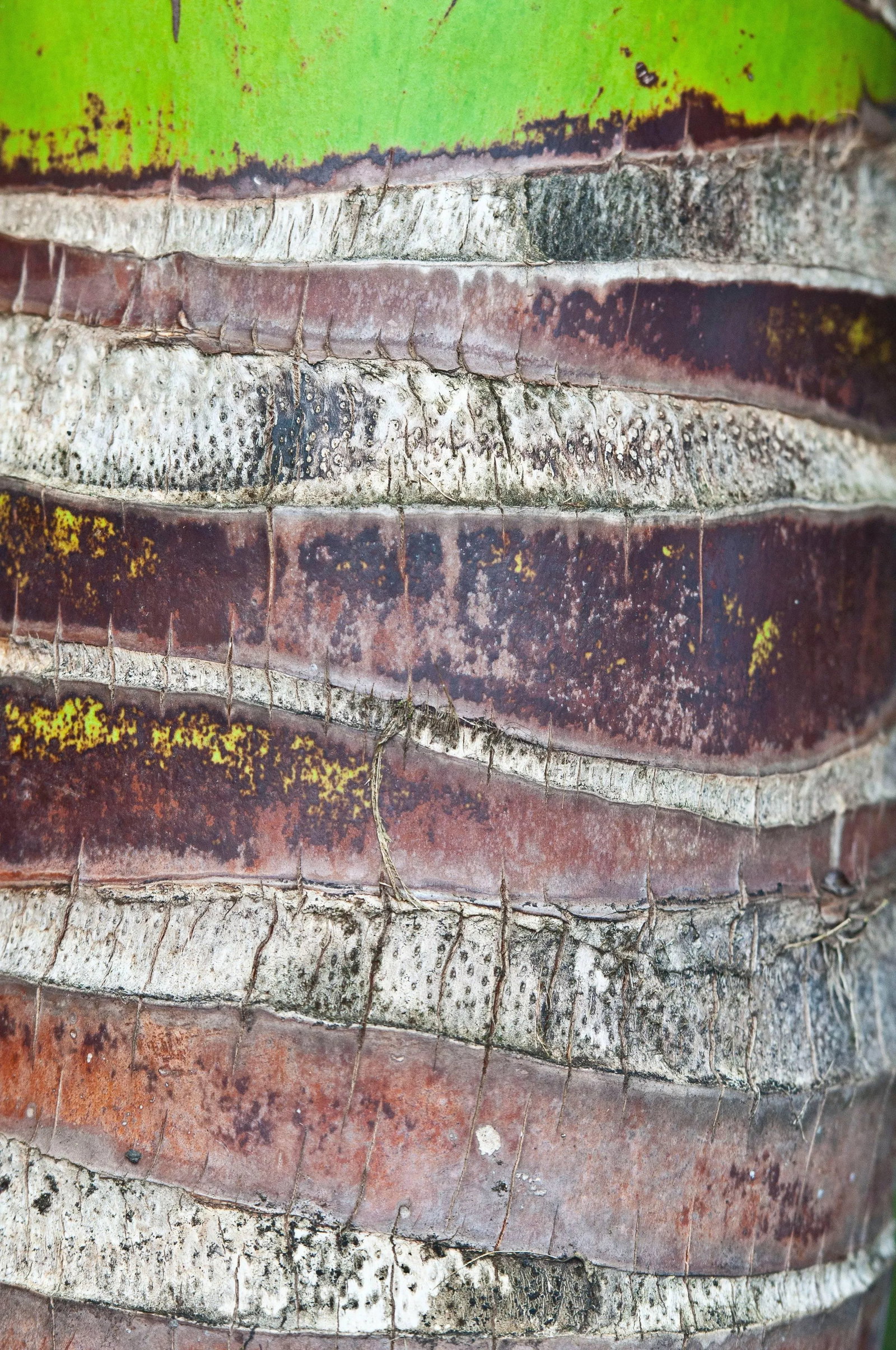 Gaetan Caron "Coco" Puna Peninsula, Hawai'i, Palm Tree Photograph, 2017 2017 - 5