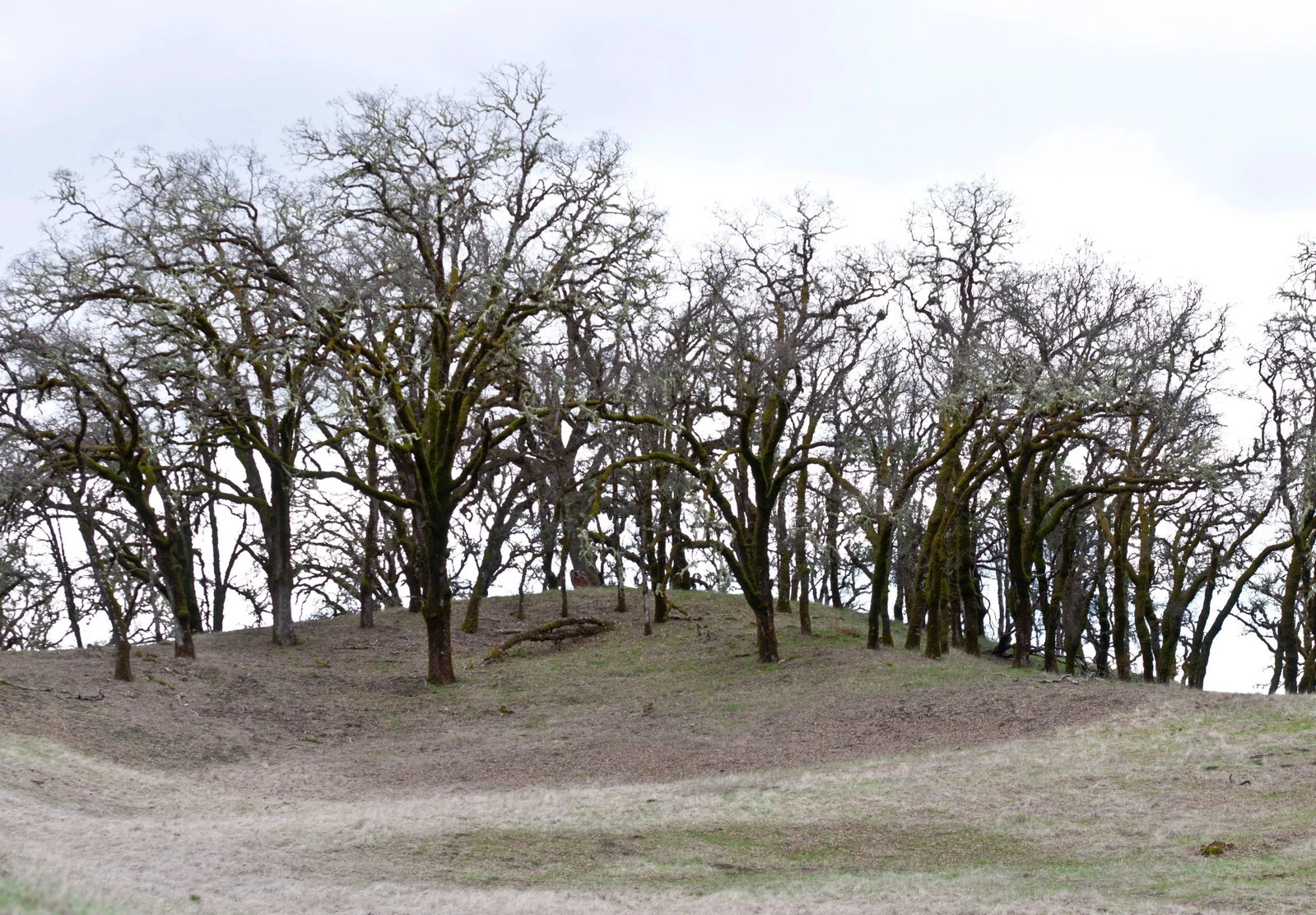Gaetan Caron "Mountain Pose, Tadasana", Mendocino, California 2014 - 5