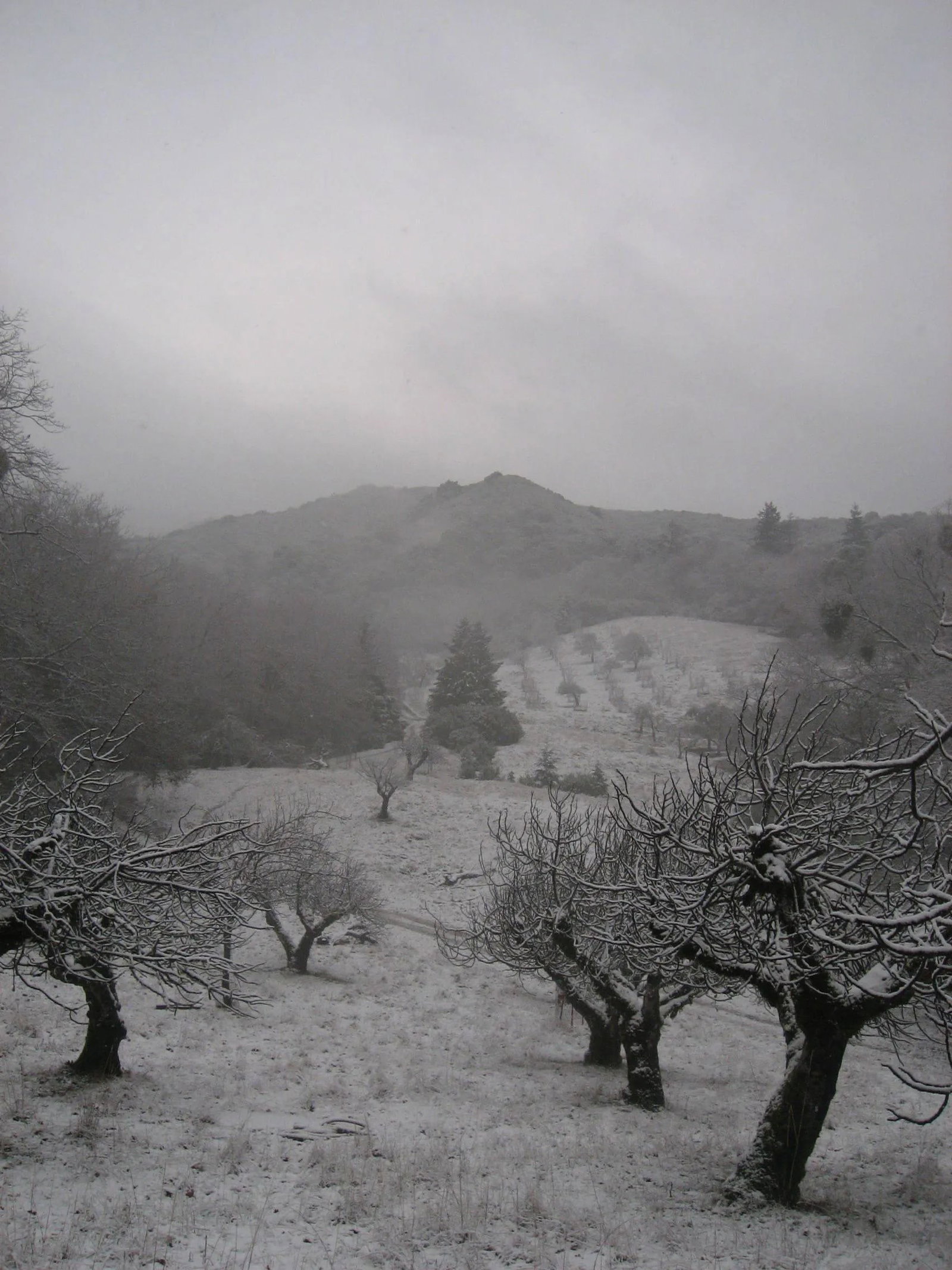Gaetan Caron "Orchard in Snow" Framed Mendocino Photograph, 2010: Please allow at least 14 days for printing and framing before a piece is shipped. Entitled "Orchard in Snow", this 2010 archival photograph on Hahnemuhle Fine Art Pearl paper is by contemporary