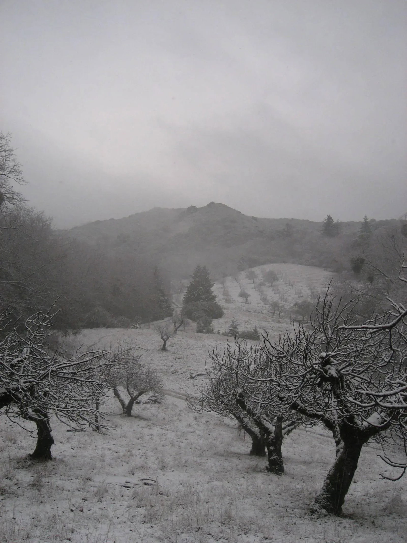Gaetan Caron "Orchard in Snow" Framed Mendocino Photograph, 2010 - 5