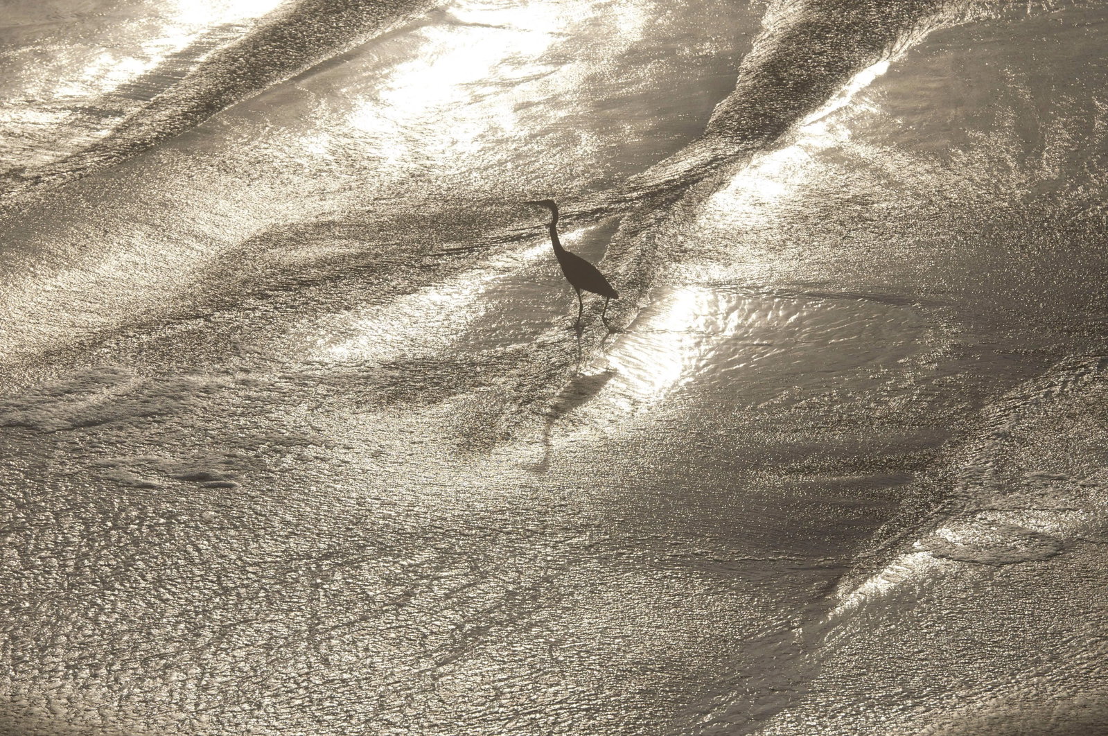 Gaetan Caron "Wading" Framed Color Photograph, Mendocino Coast, Ca, 2015 2015: Entitled "Wading", this 2015 archival photograph on Hahnemuhle Fine Art Pearl paper is by contemporary Mendocino/Bay Area artist, Gaetan Caron (b. 1964), co-founder of Lost Art Salon in San