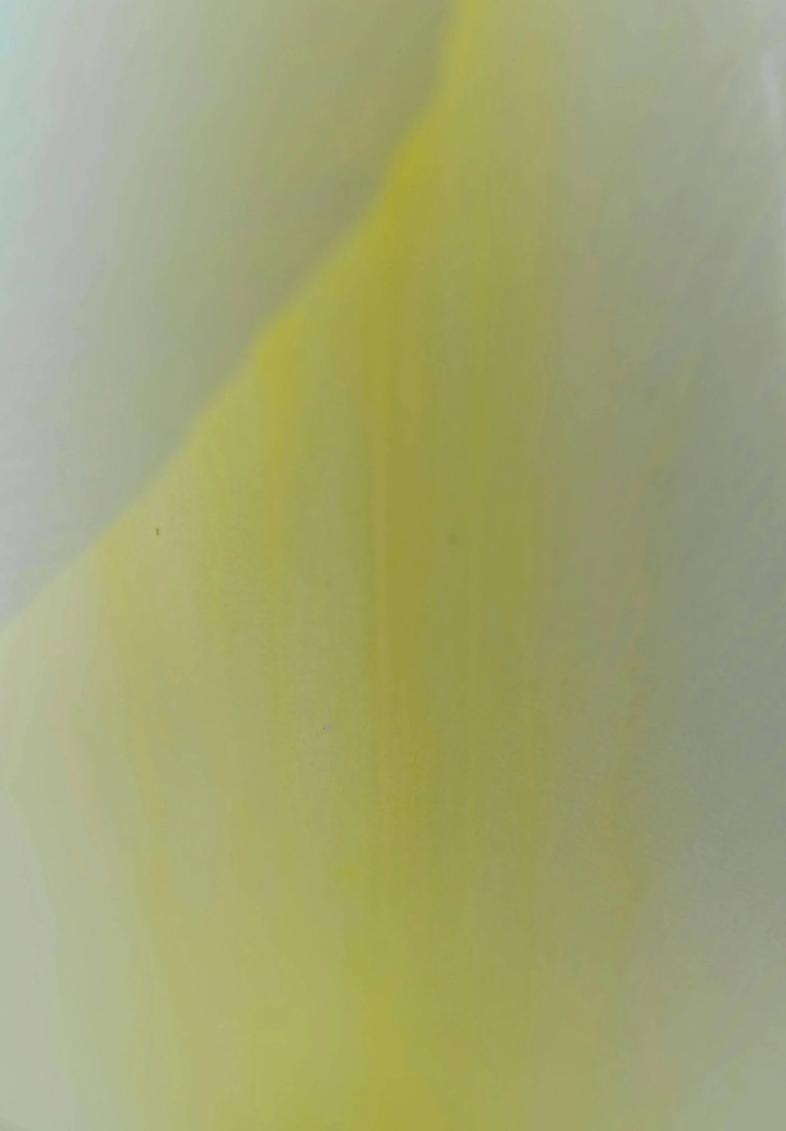 Gaetan Caron "Yellow & White" Abstract Floral Framed Photograph, Mendocino, Ca, 2014 2014 - 6