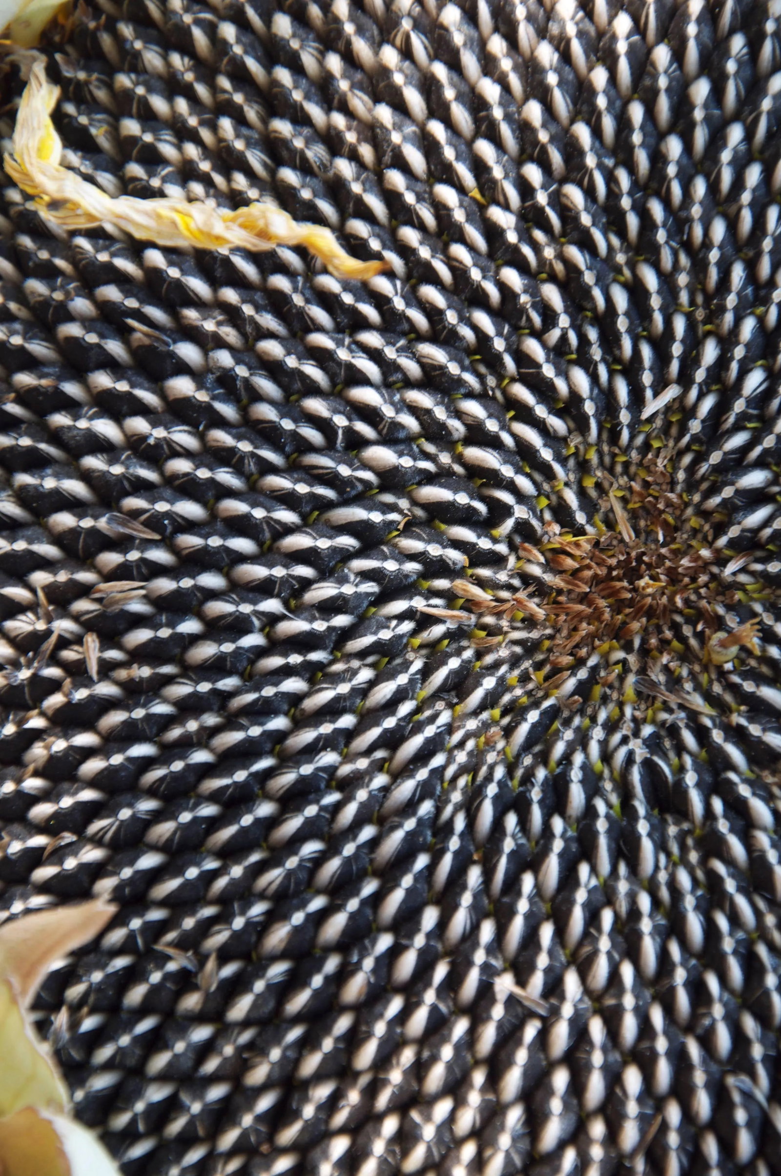Gaetan Caron "Sunflower Seeds" Framed Botanical Color Photograph, 2011: Entitled "Sunflower Seeds", this 2011 archival photograph on Hahnemuhle Fine Art Pearl paper is by contemporary Mendocino/Bay Area artist, Gaetan Caron (b. 1964), co-founder of Lost Art Salon in San F